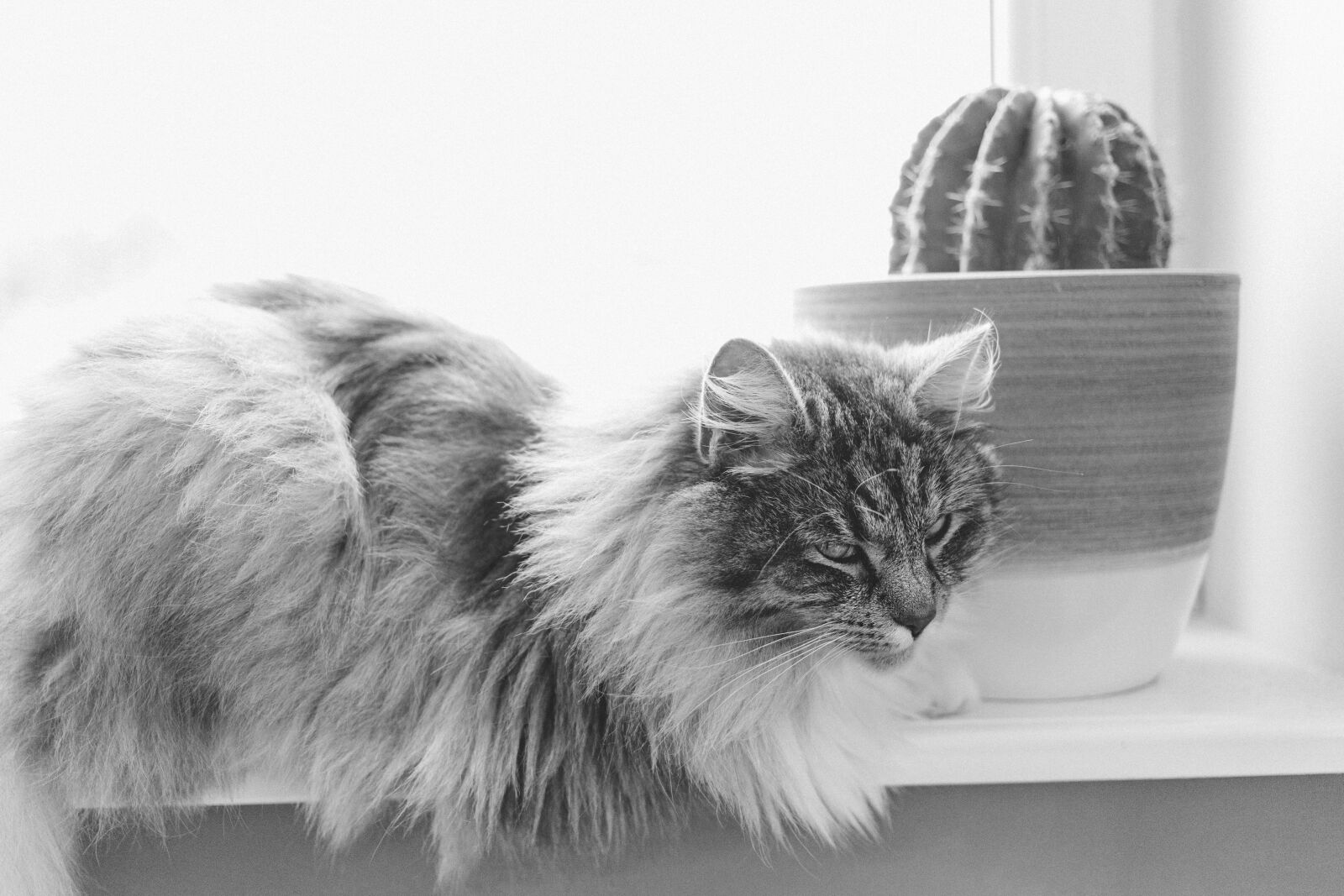 Canon EF 40mm F2.8 STM sample photo. Animals, alergy, beautiful photography