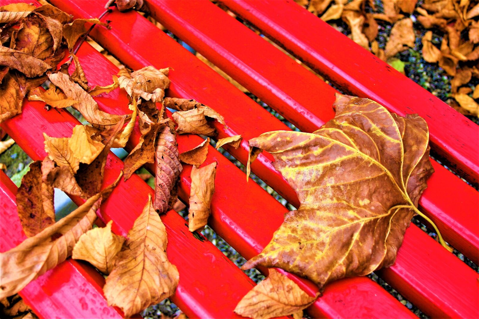 Canon EOS 400D (EOS Digital Rebel XTi / EOS Kiss Digital X) sample photo. Bench, october, foliage photography