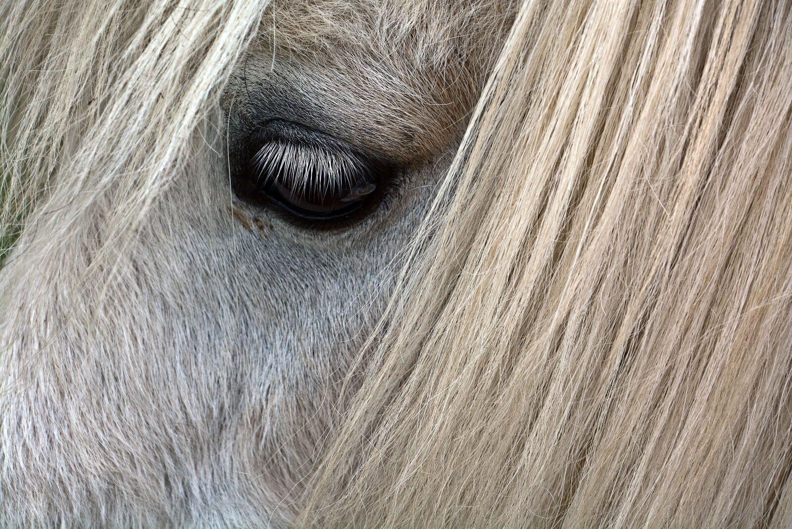 Nikon D7100 sample photo. Horse, eye, animal photography
