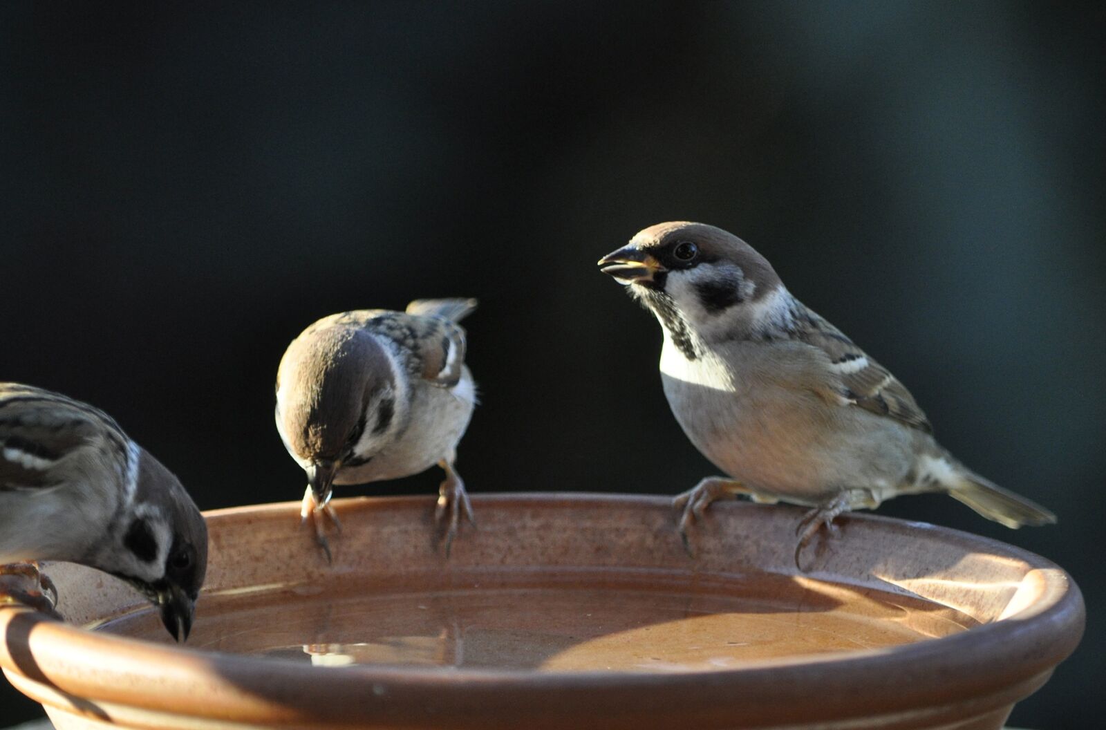 Nikon D5000 sample photo. Sparrow, sperling, tree sparrow photography