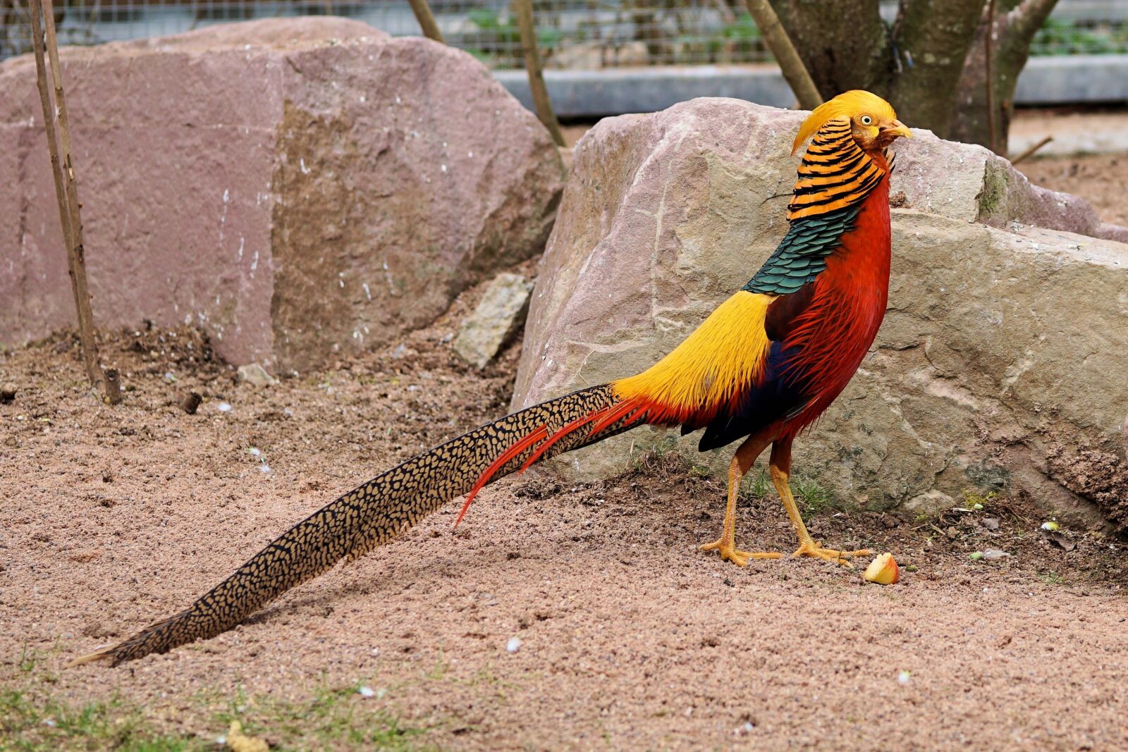 Sony a6000 + E 60mm F2.8 sample photo. Pheasant, goldfasan, bird photography