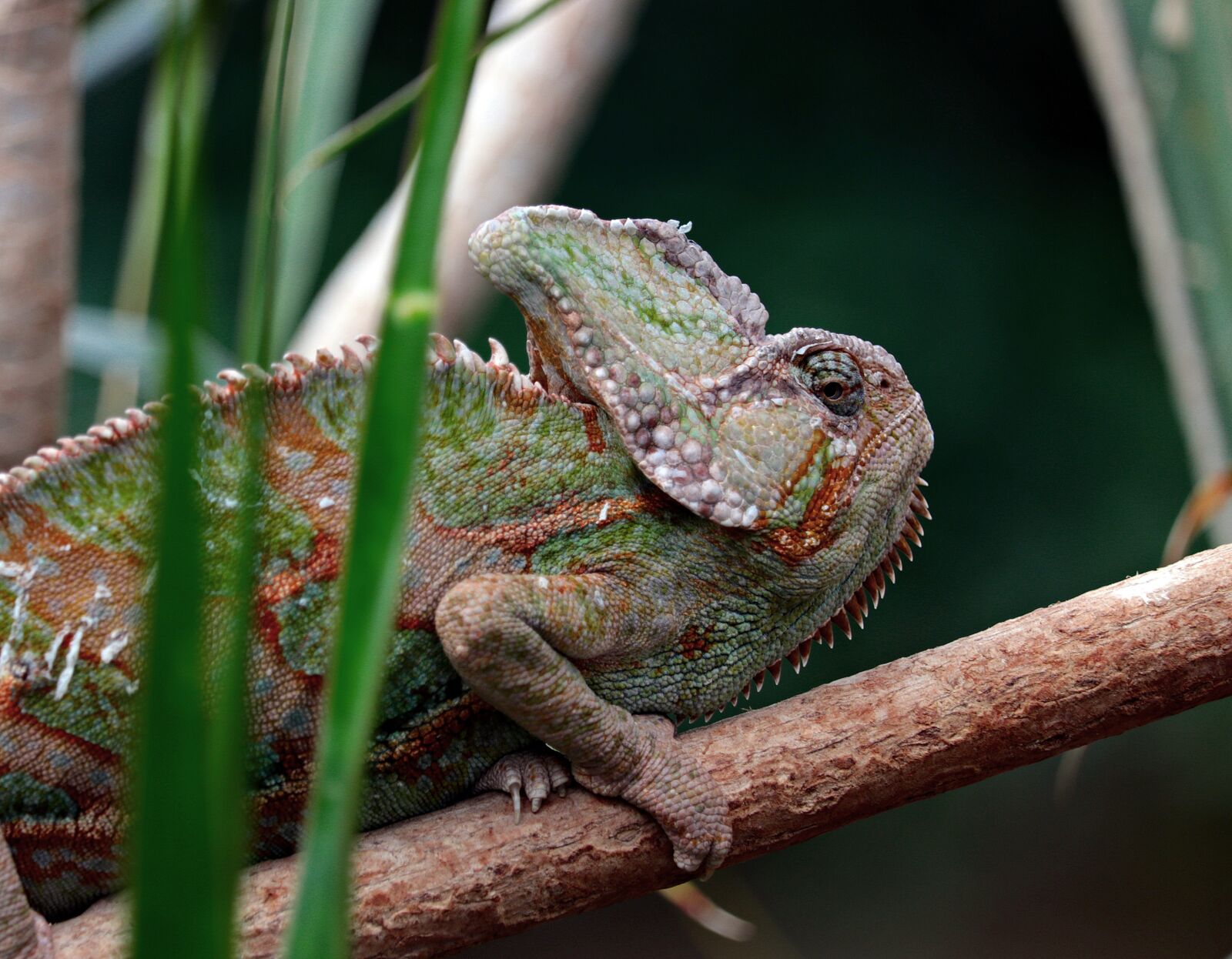 Canon EF-S 55-250mm F4-5.6 IS STM sample photo. Chameleon, iguana-like, schuppenkriechtier photography