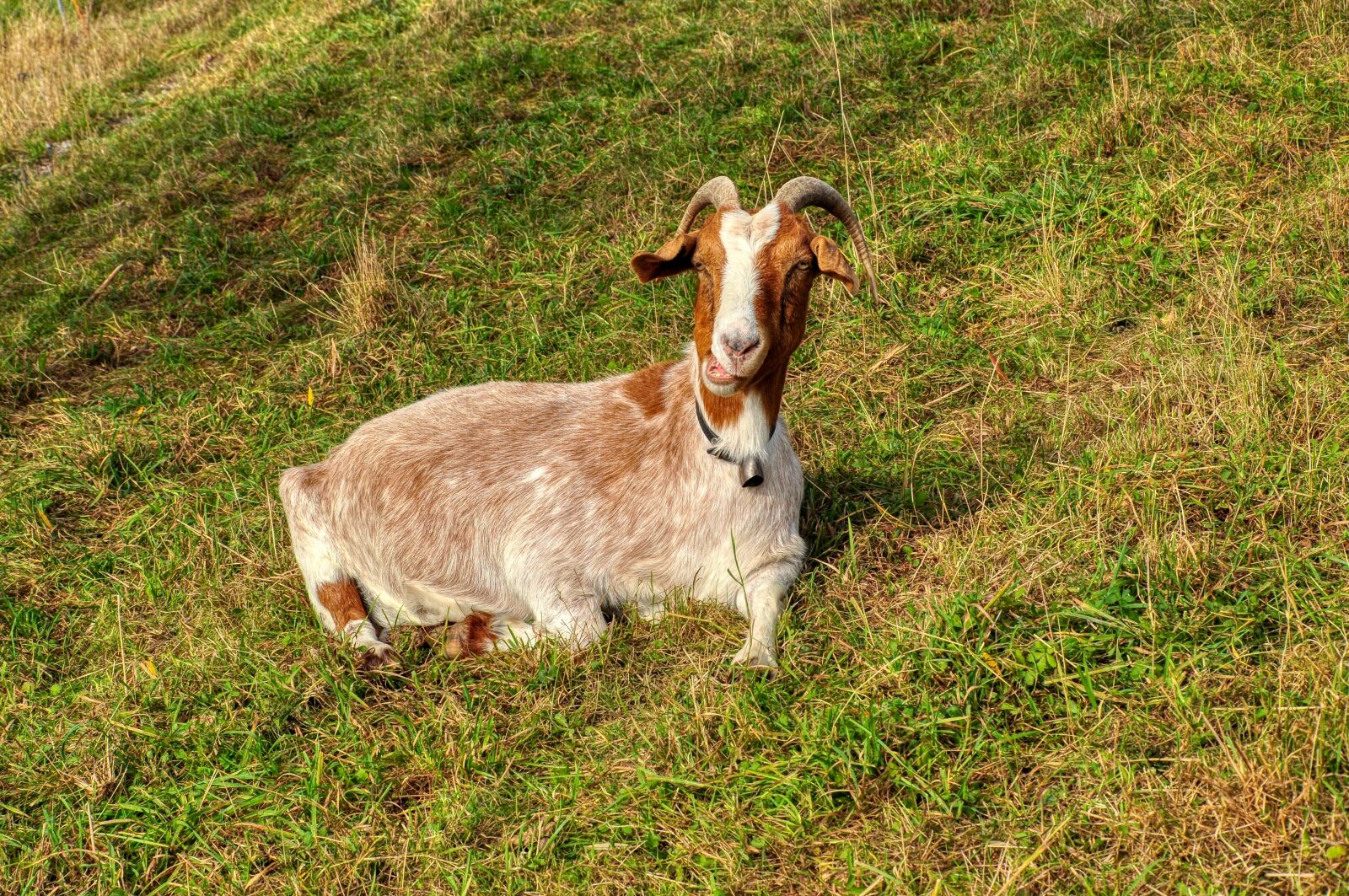 Nikon D5000 sample photo. Goat, concerns, chew the photography