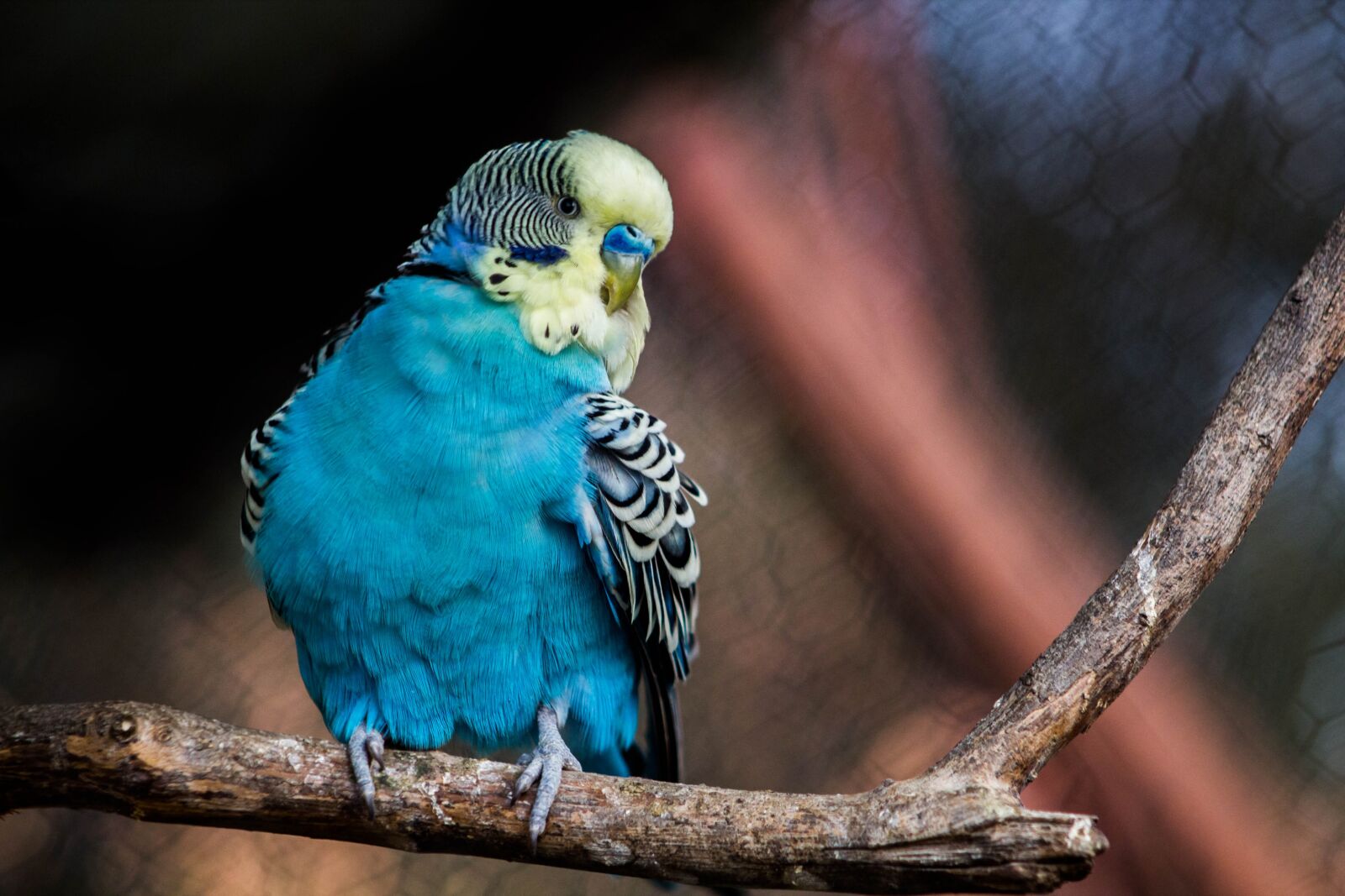 Canon EOS 600D (Rebel EOS T3i / EOS Kiss X5) sample photo. Parakeet, bird, birdie photography