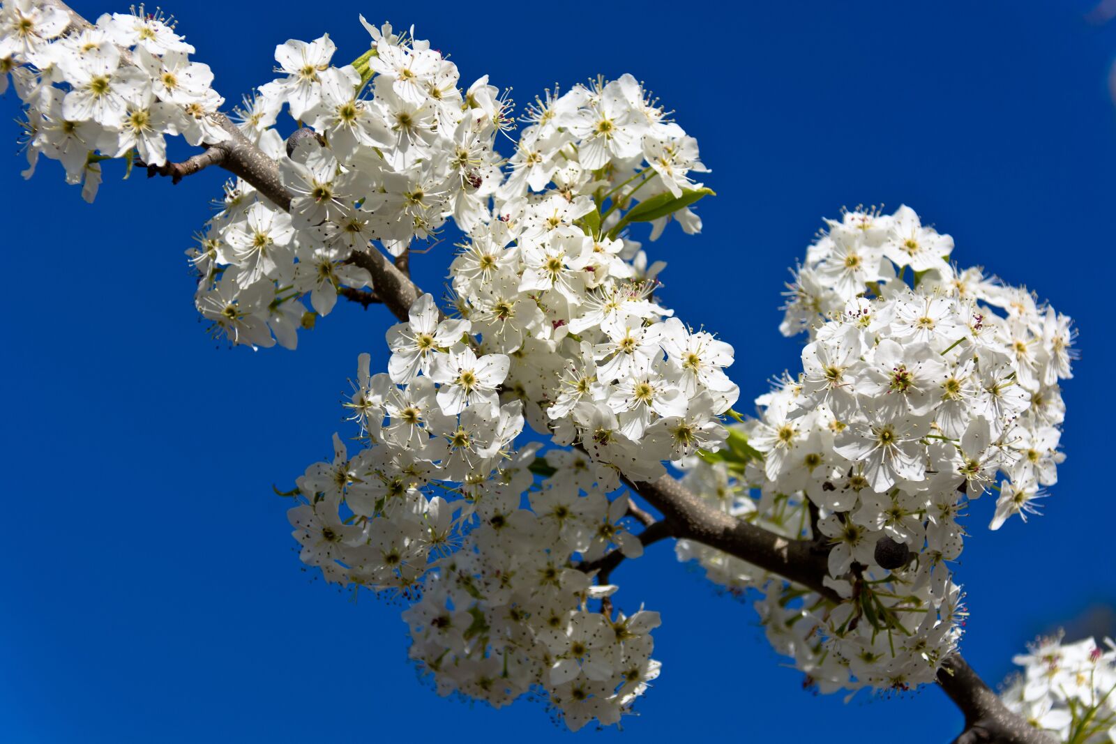 Nikon D7100 sample photo. Flower, branch, nature photography
