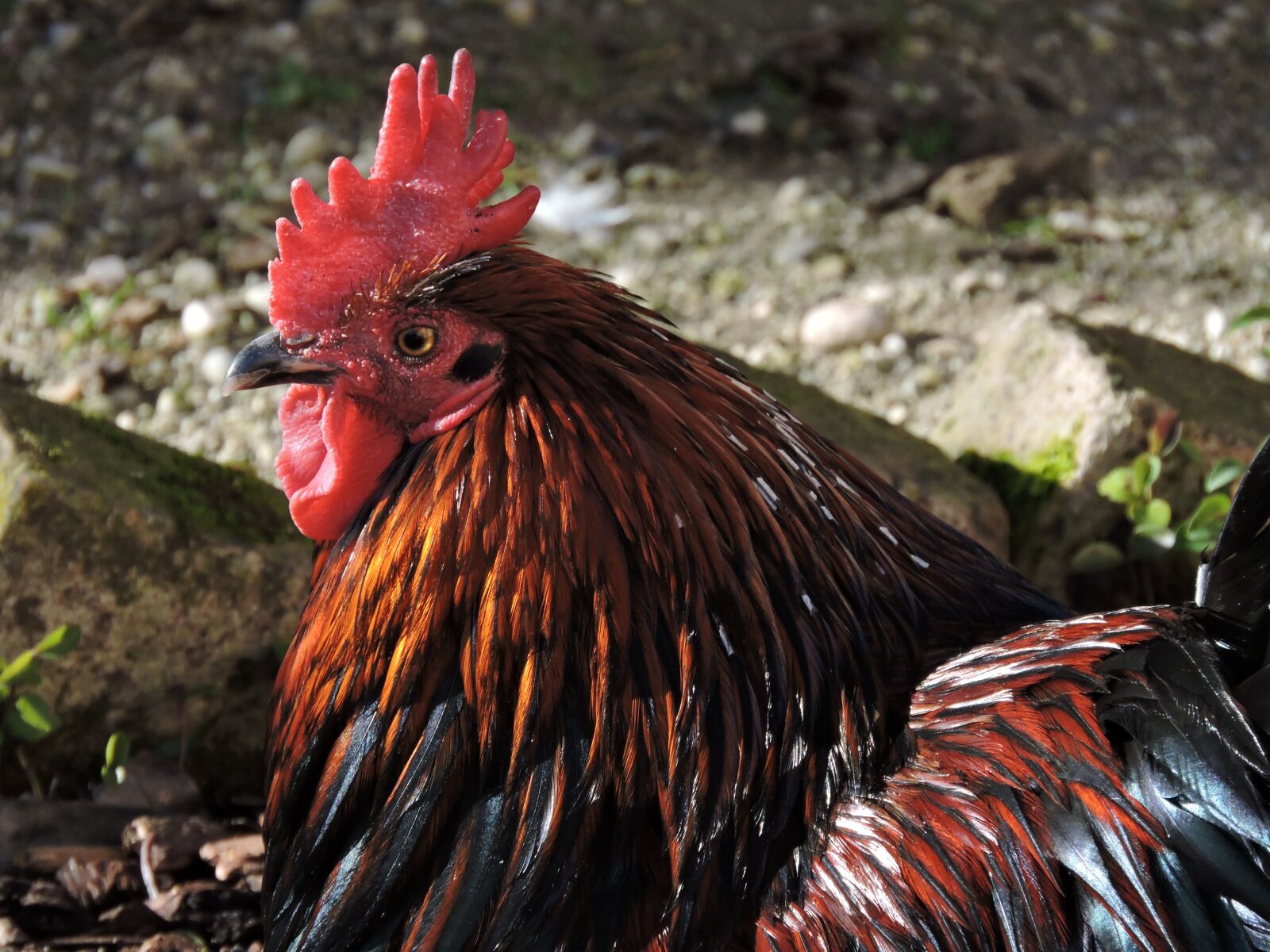 Nikon Coolpix P600 sample photo. Gallo, animals, crest photography