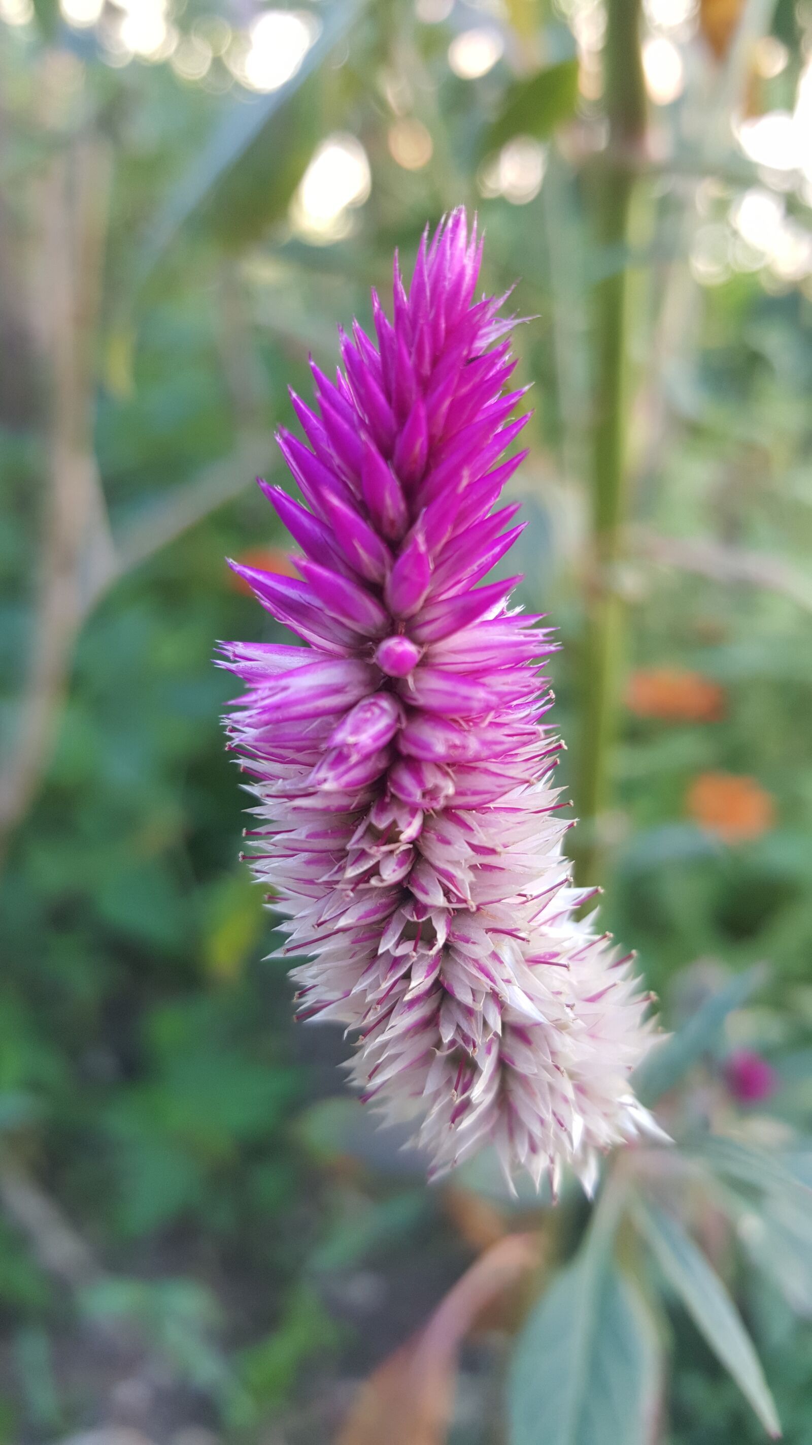Samsung GALAXY S6 edge sample photo. Cocoon, purple, violet photography