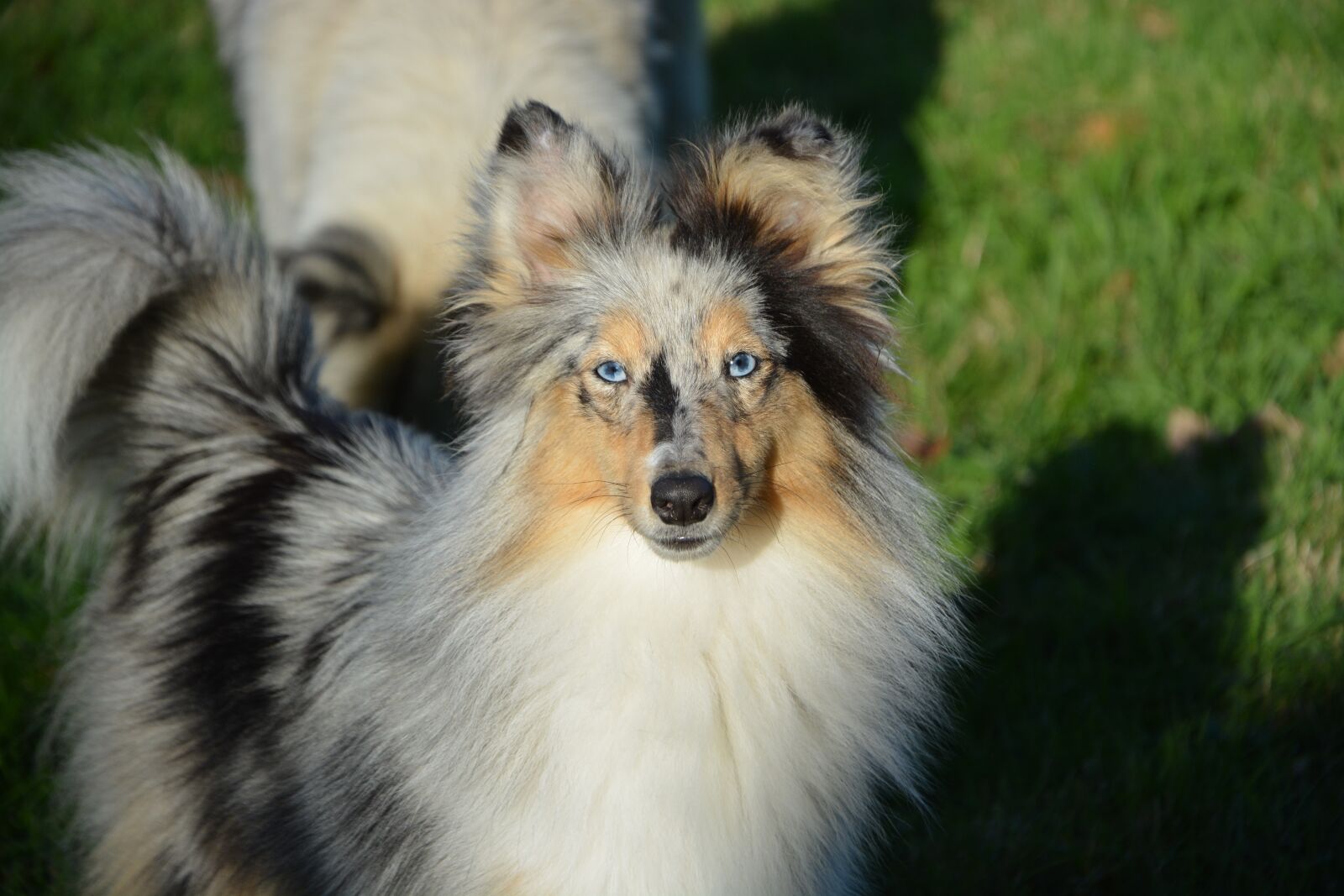 Nikon D5200 sample photo. Dog, bitch, shetland sheepdog photography