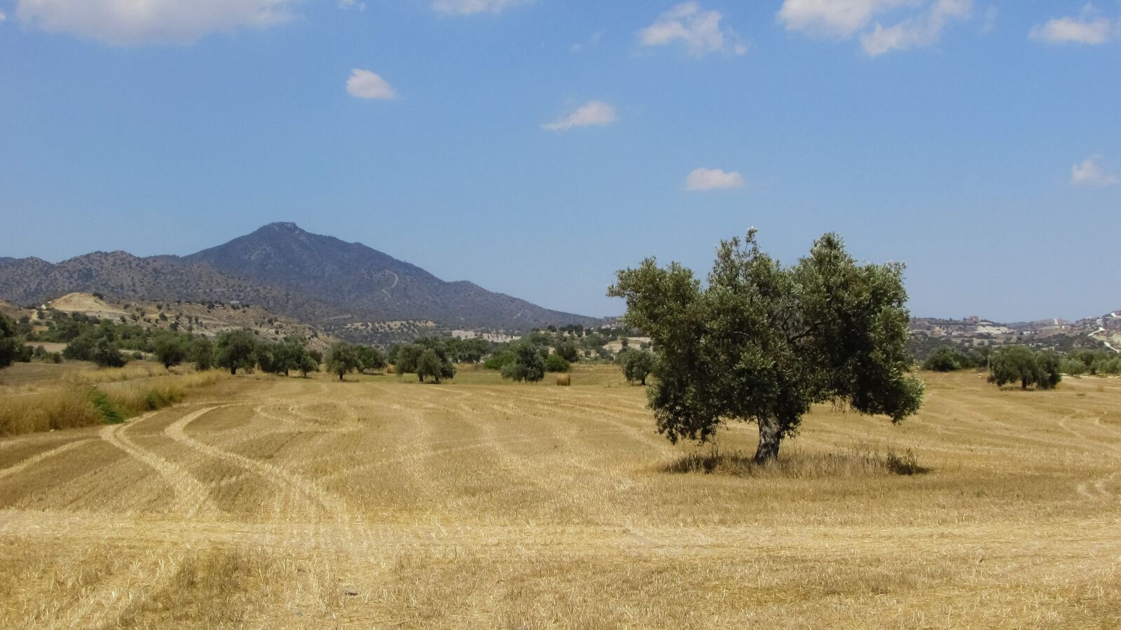 Canon PowerShot SX400 IS sample photo. Olive tree, field, countryside photography