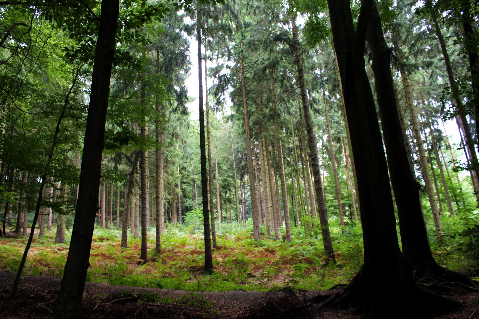 Canon EOS 700D (EOS Rebel T5i / EOS Kiss X7i) sample photo. Forest, trees, nature photography