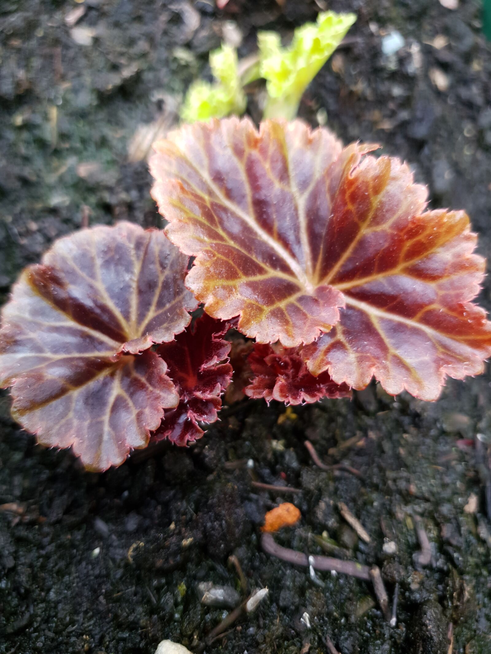 Samsung Galaxy S10 sample photo. Dahlia, earth, after the photography