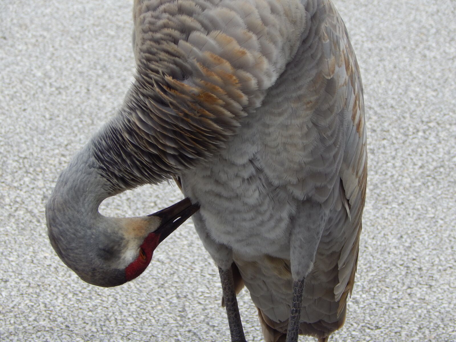 Nikon Coolpix L820 sample photo. Sand hill crane, crane photography