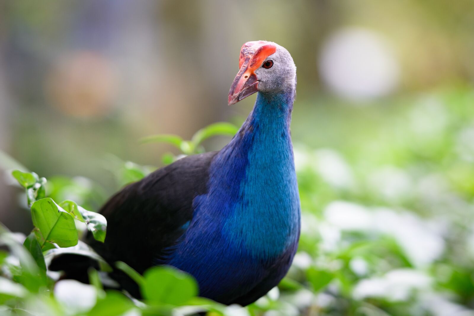 Nikon D3400 sample photo. Bird, animal, zoo photography