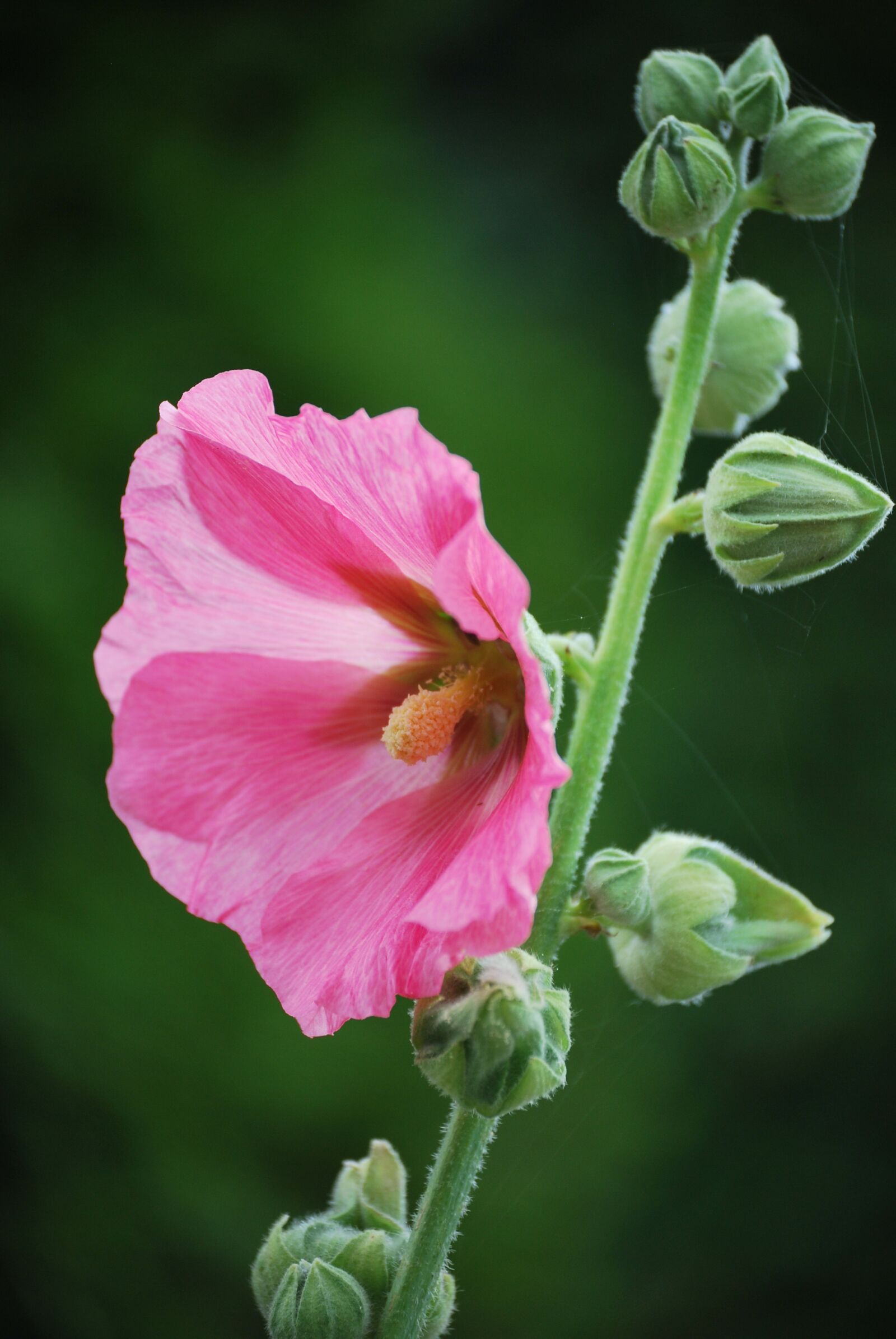 Nikon D60 sample photo. Blossom, bloom, macro photography