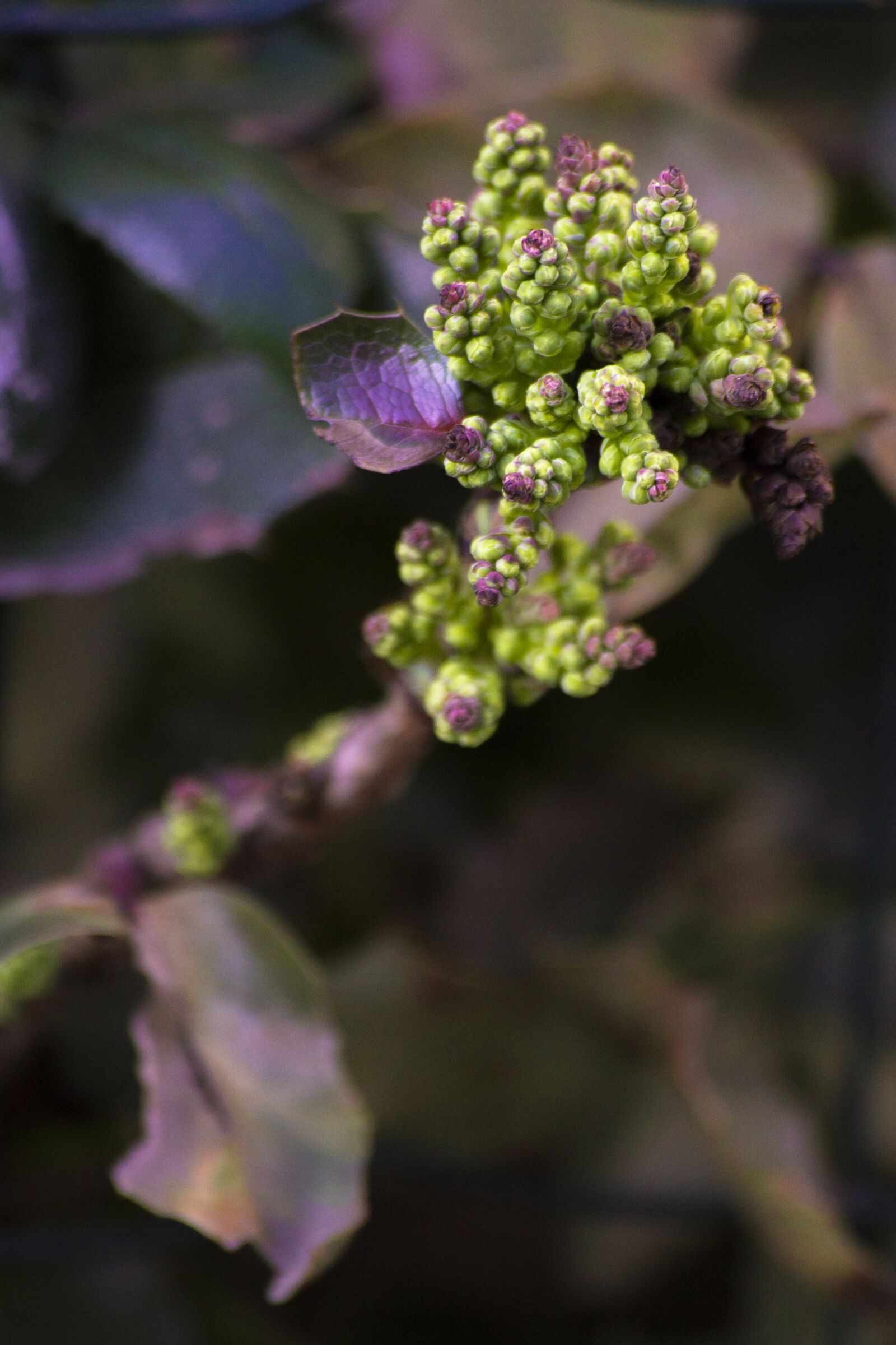 Canon EOS 1100D (EOS Rebel T3 / EOS Kiss X50) sample photo. Flower, may, summer photography