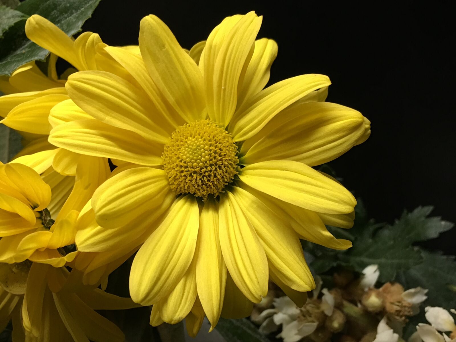 Apple iPhone 6s Plus sample photo. Yellow flower, petals yellow photography