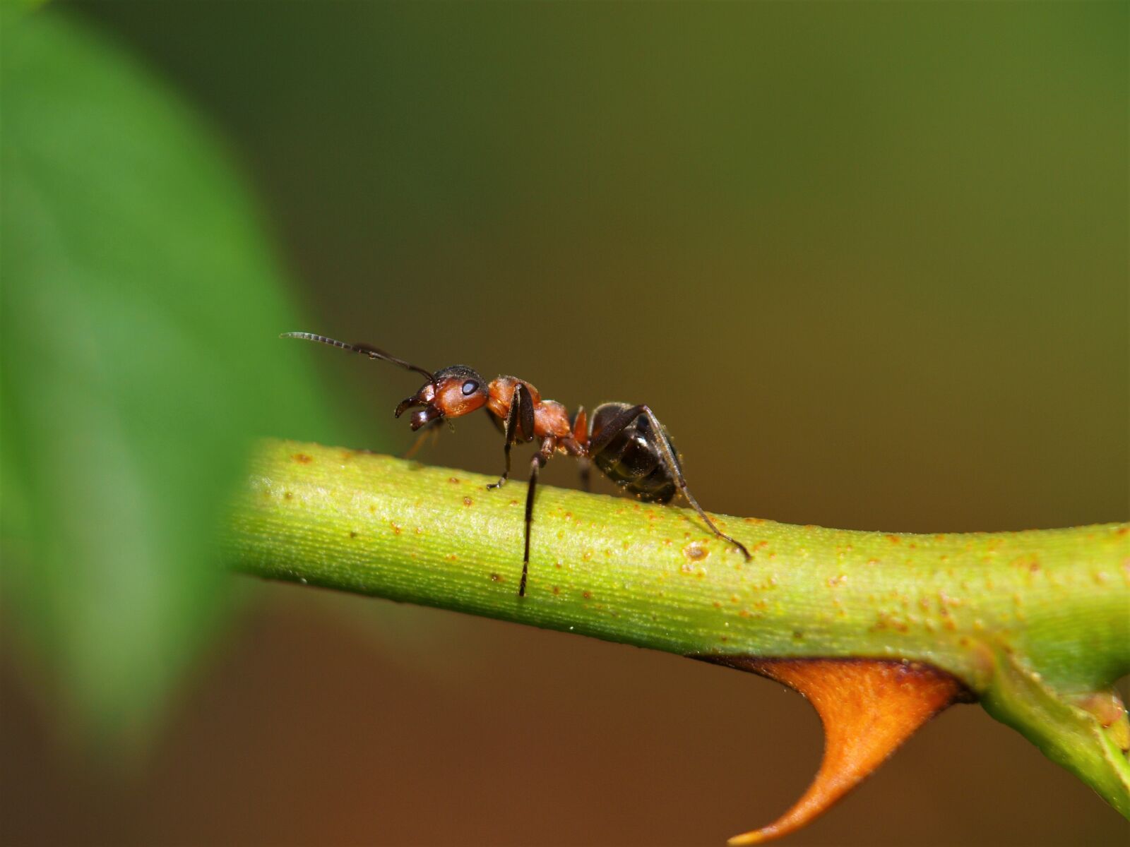 Olympus E-420 (EVOLT E-420) sample photo. Ant, wood ant, animal photography