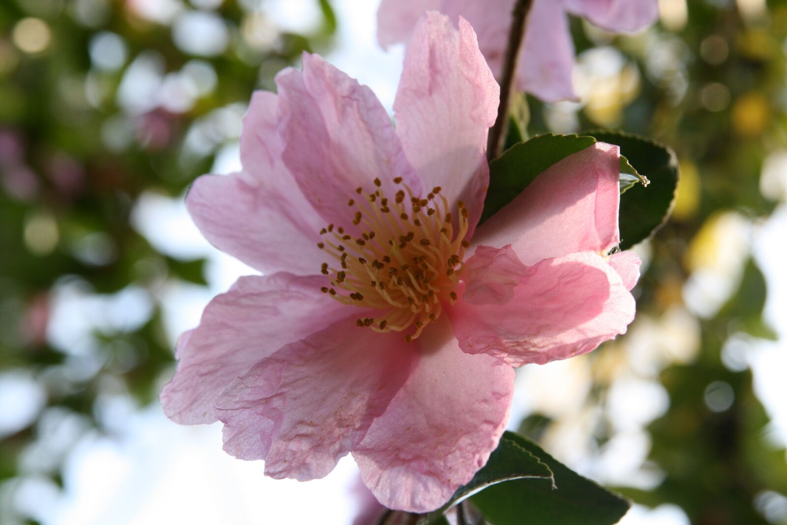 Canon EOS 400D (EOS Digital Rebel XTi / EOS Kiss Digital X) sample photo. Camellia, pink, blossom photography