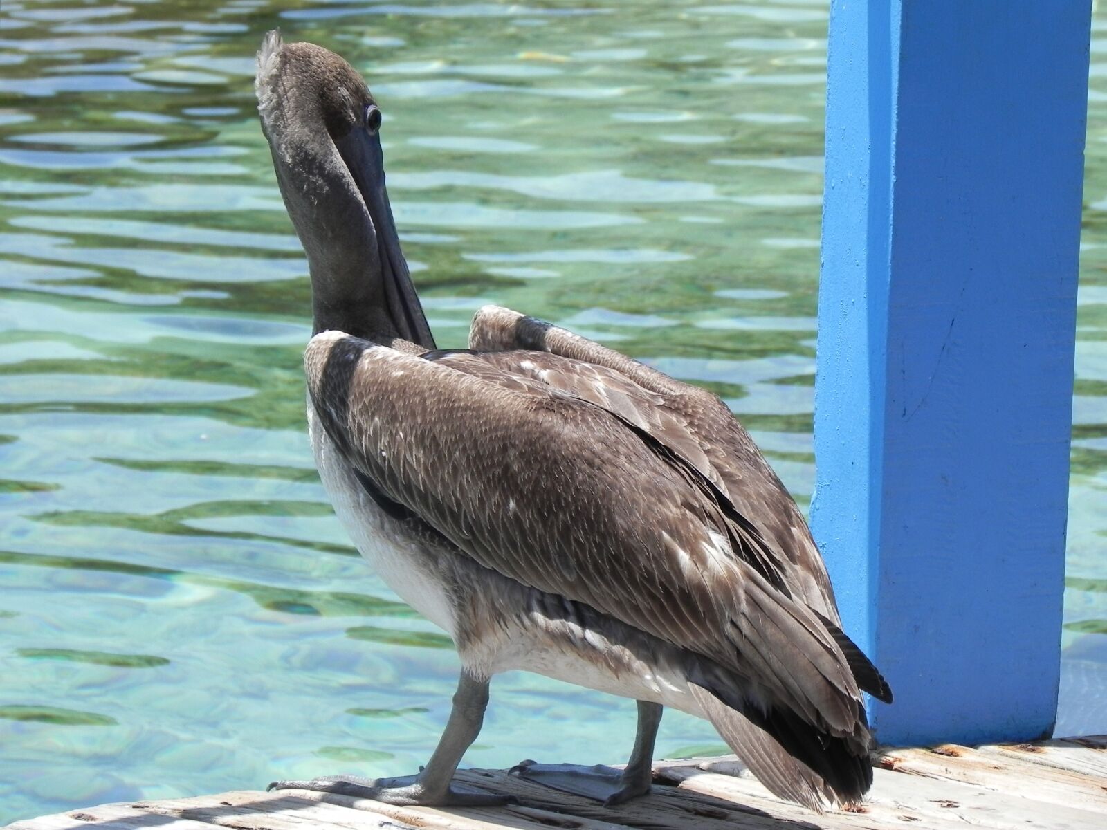 Nikon Coolpix P100 sample photo. Pelican, animals, ave photography