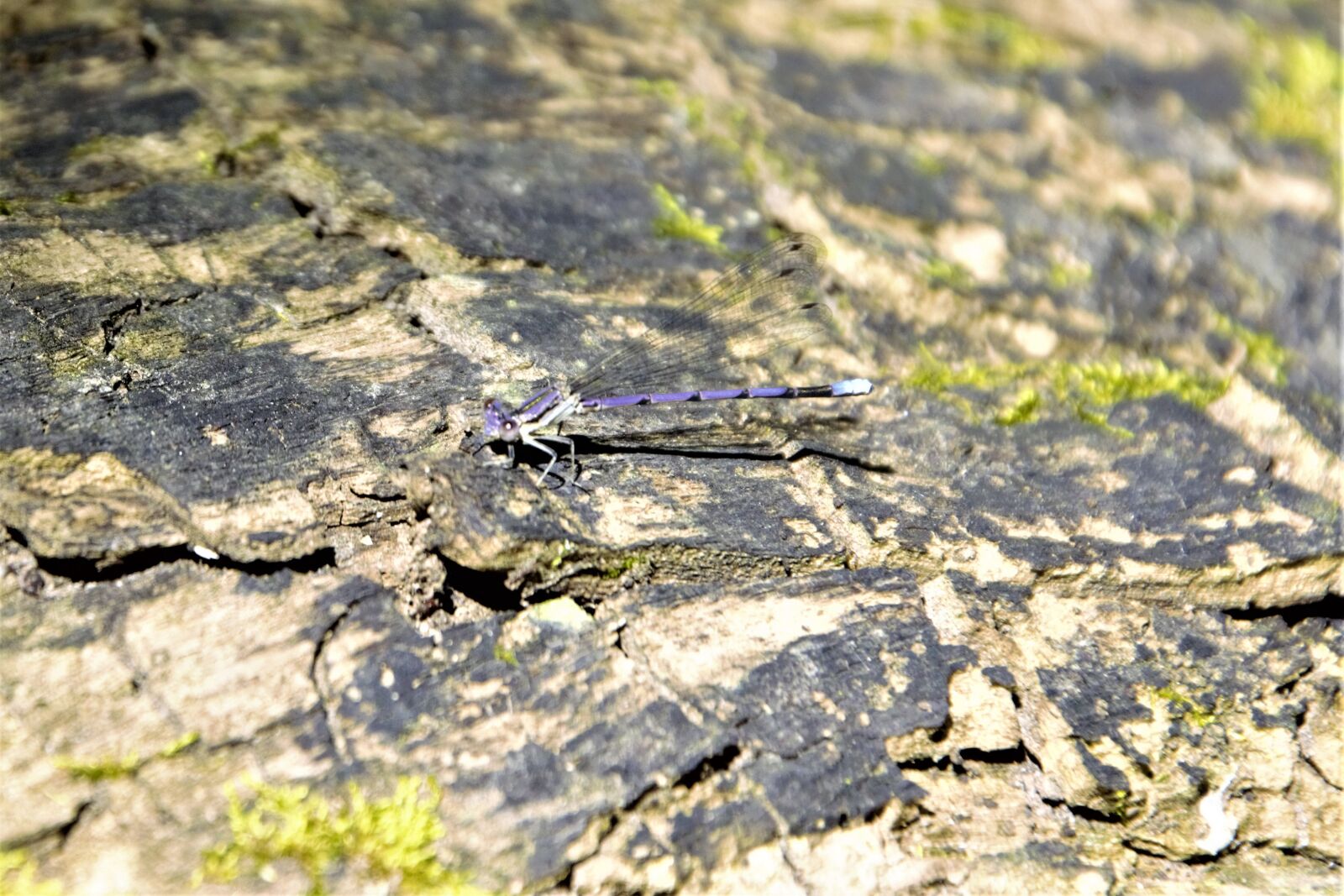 Nikon D7100 sample photo. Dragonfly, baby, resting photography