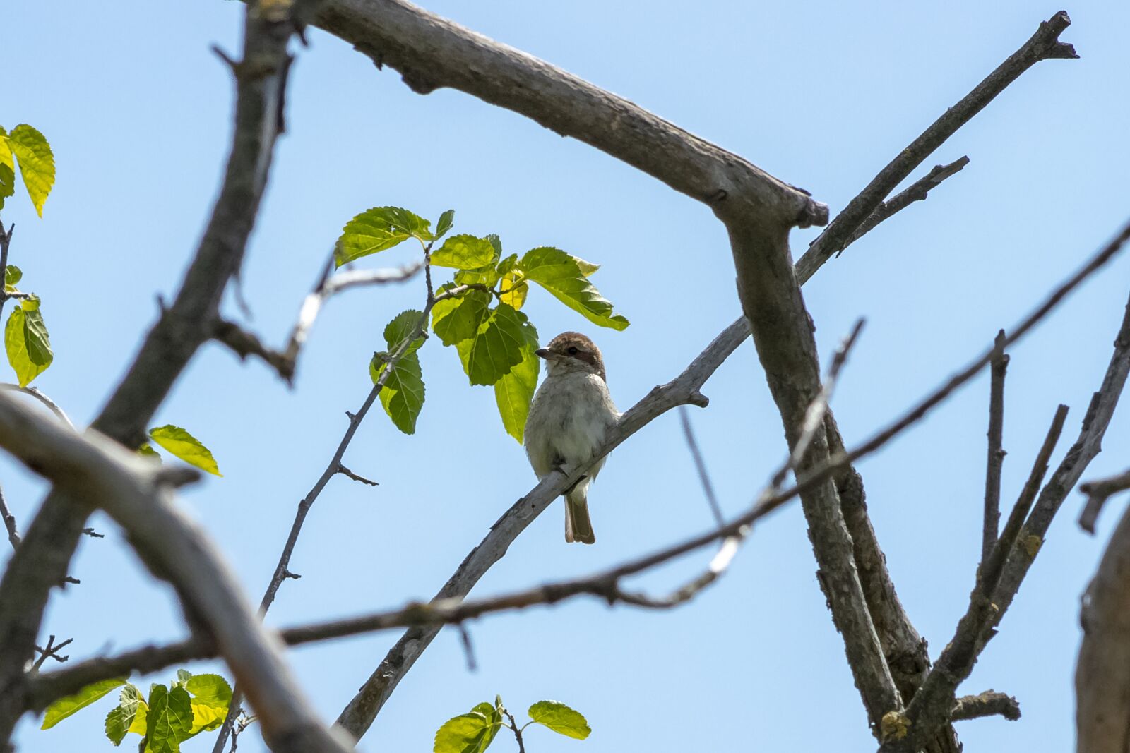 Canon EF75-300mm f/4-5.6 sample photo. Finch, bird, wood photography