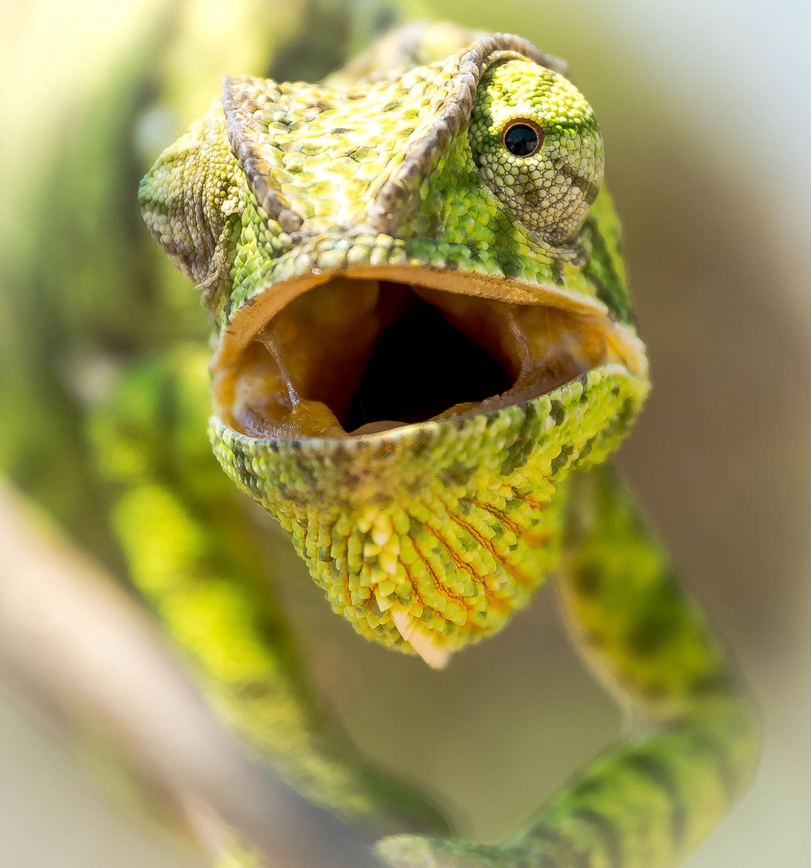 Nikon D5300 sample photo. Reptile, chameleon, calango photography