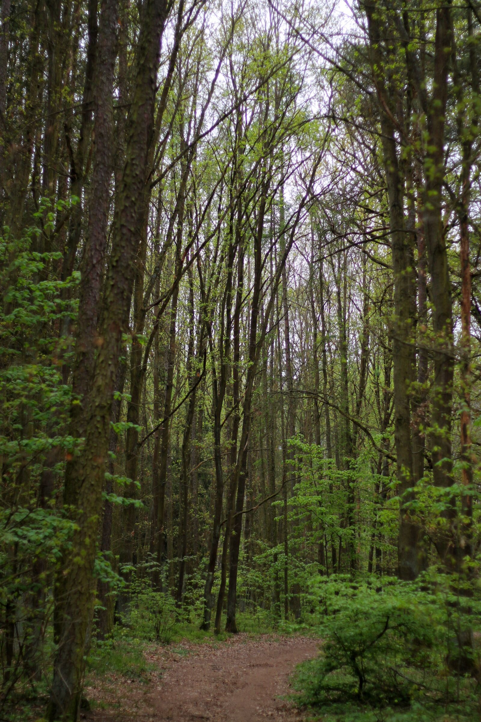 Canon EOS 1100D (EOS Rebel T3 / EOS Kiss X50) + Canon EF 50mm F1.8 II sample photo. Forest, nature, landscape photography