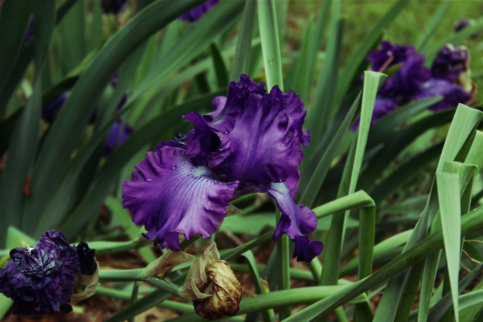 Canon EOS 300D (EOS Digital Rebel / EOS Kiss Digital) sample photo. Bearded iris, bloom, bearded photography
