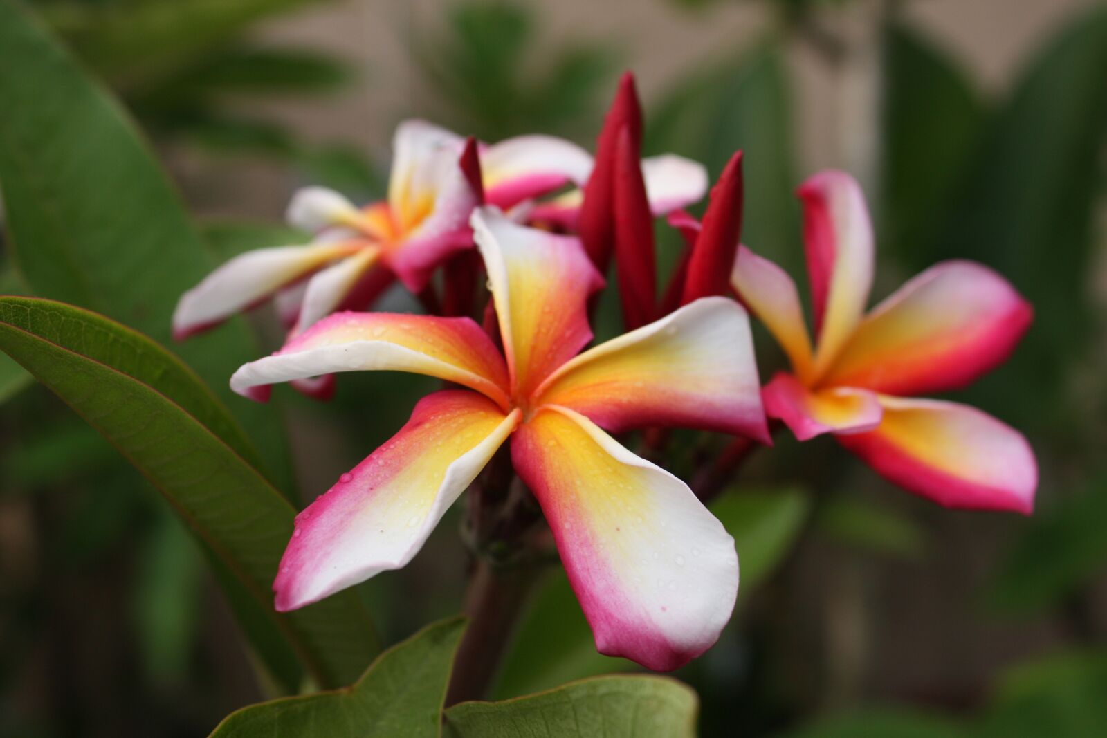 Canon EOS 450D (EOS Rebel XSi / EOS Kiss X2) sample photo. Plumeria, flower, exotic photography