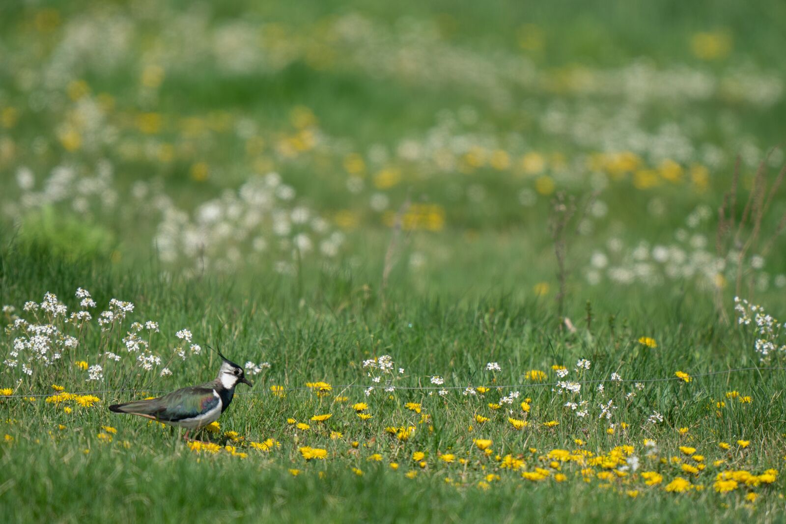 Sony a9 sample photo. Northern lapwing, vanellus vanellus photography