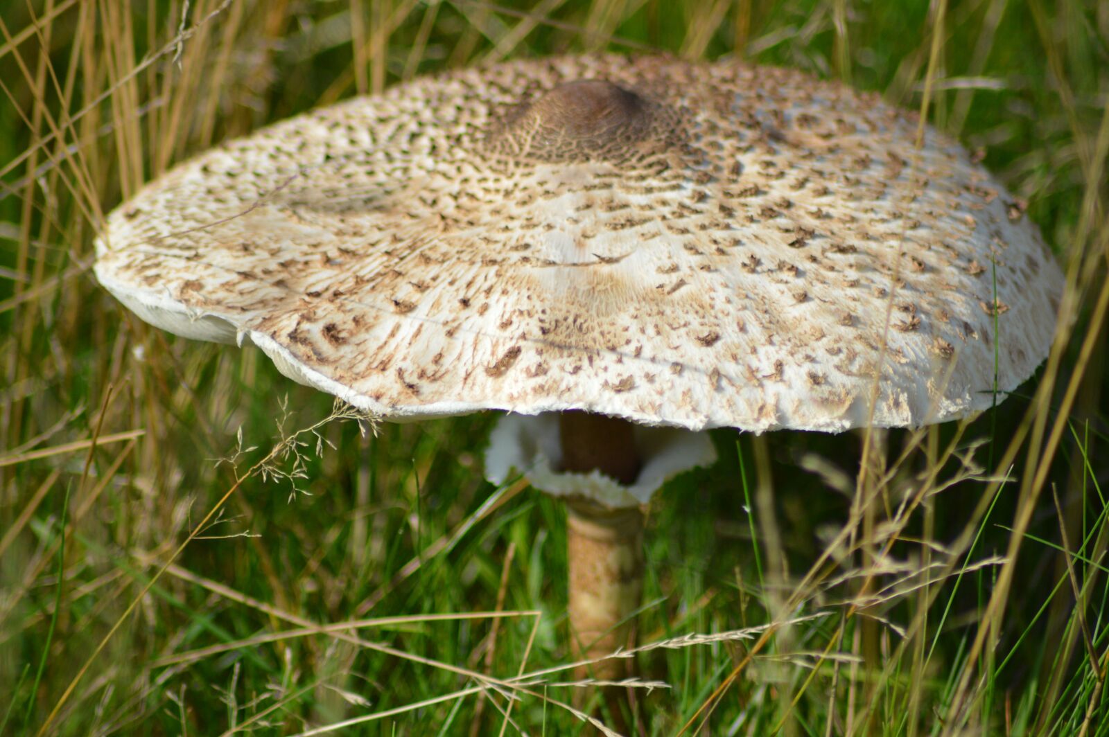 Nikon D3200 sample photo. Mushroom, plant, forest photography