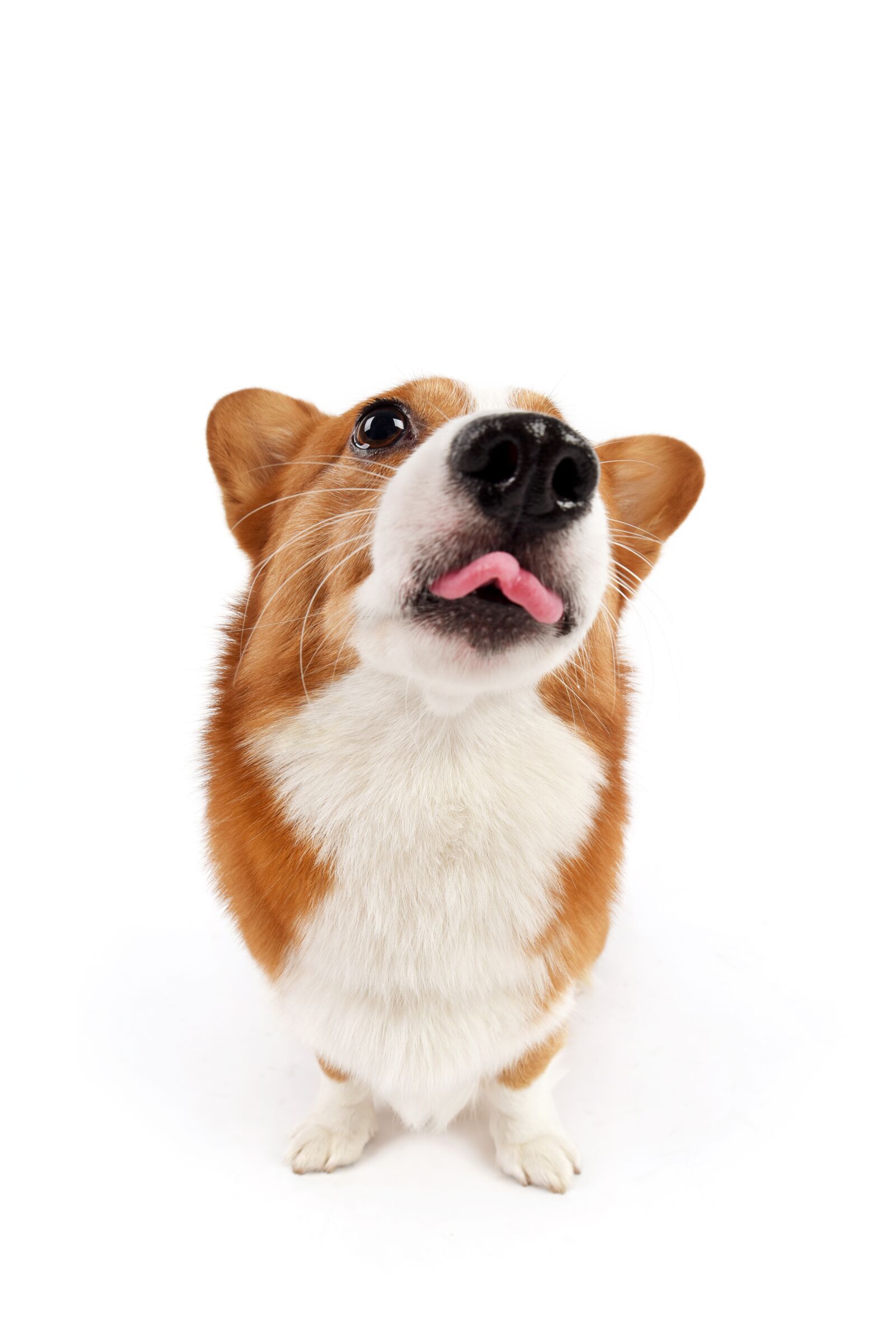 Nikon D750 sample photo. Pets, dog photography