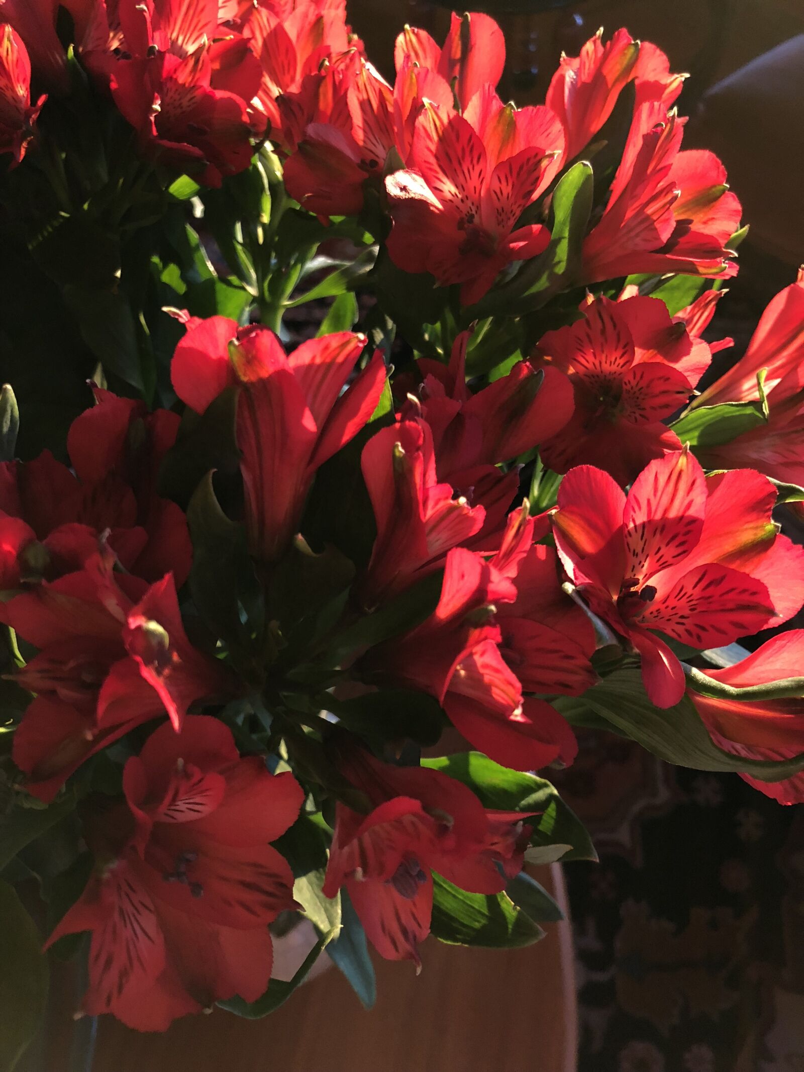 Apple iPhone X sample photo. Alstroemeria, flowers, red photography