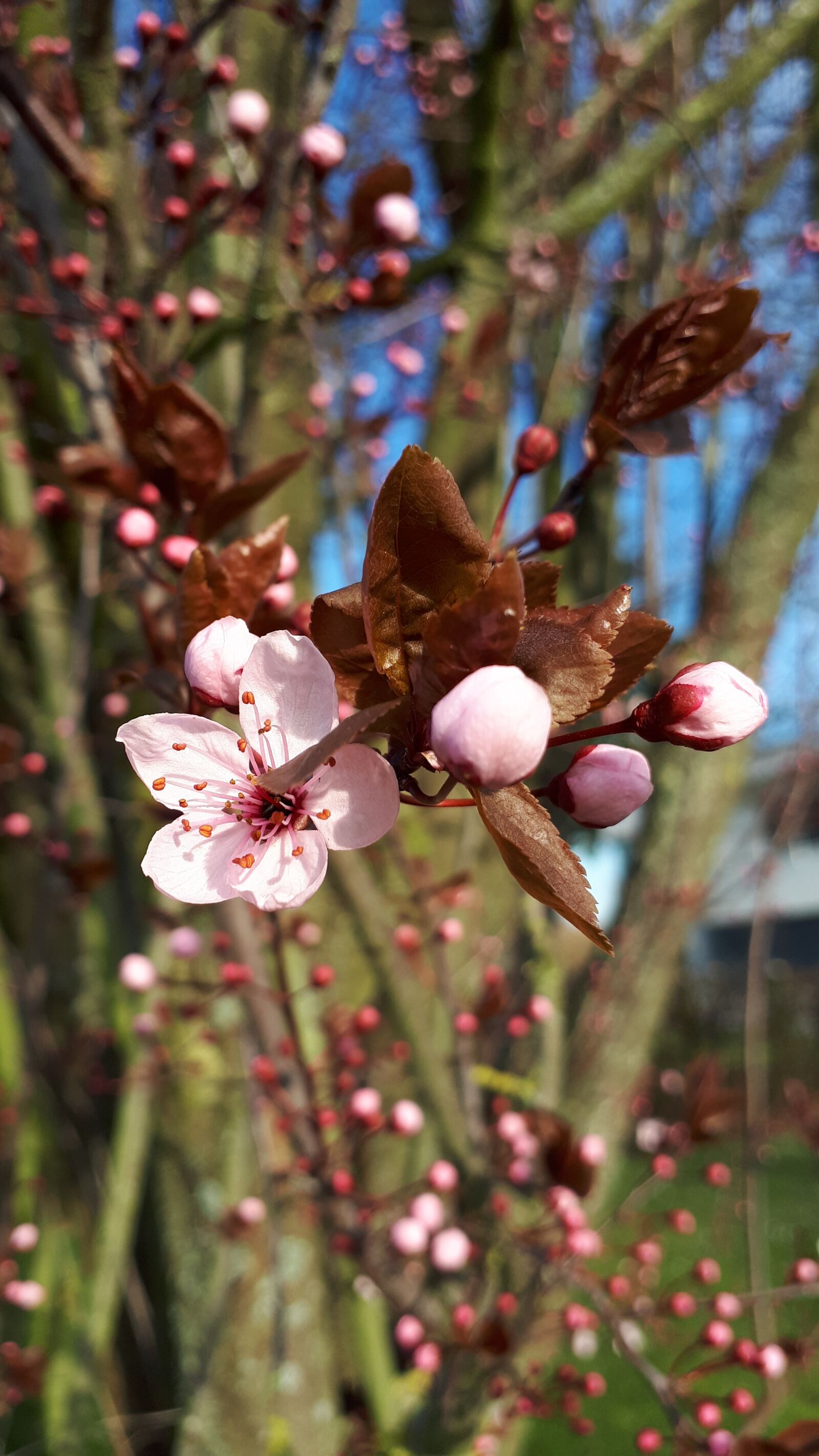 Samsung Galaxy A5(2017) sample photo. Pink blossom, blossom, almond photography