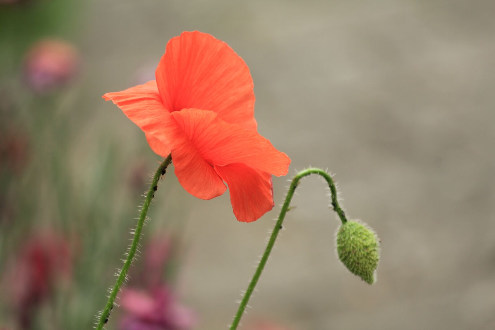 Canon EOS 1200D (EOS Rebel T5 / EOS Kiss X70 / EOS Hi) sample photo. Poppy, red, nature photography