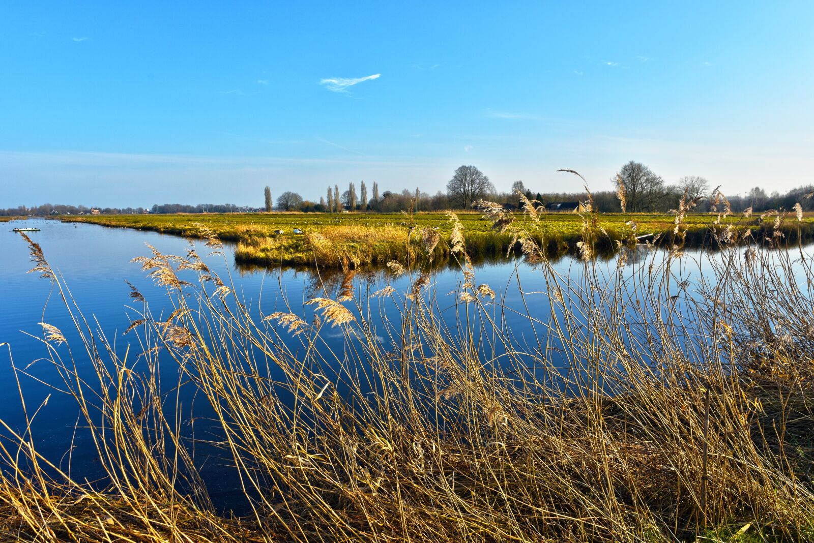 Nikon D750 sample photo. Reed, phragmites australis, see photography