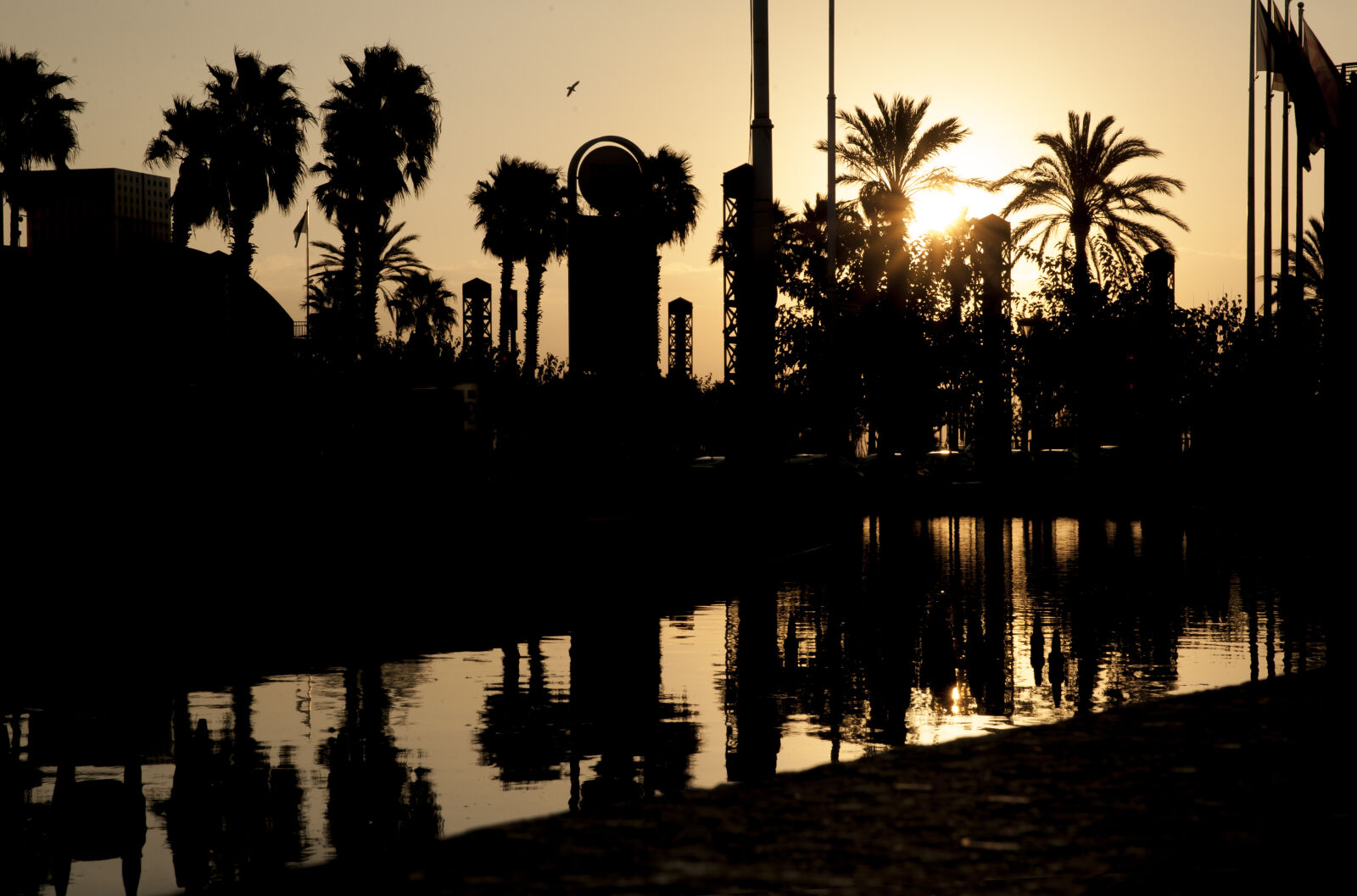 Nikon D700 sample photo. Palm, palm, tree, sunrise photography