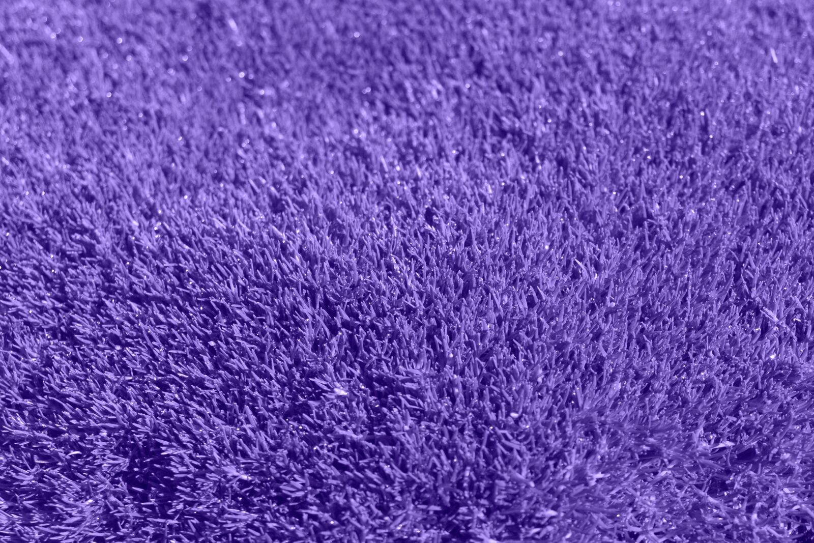 Olympus E-510 (EVOLT E-510) sample photo. Background, purple, grass photography