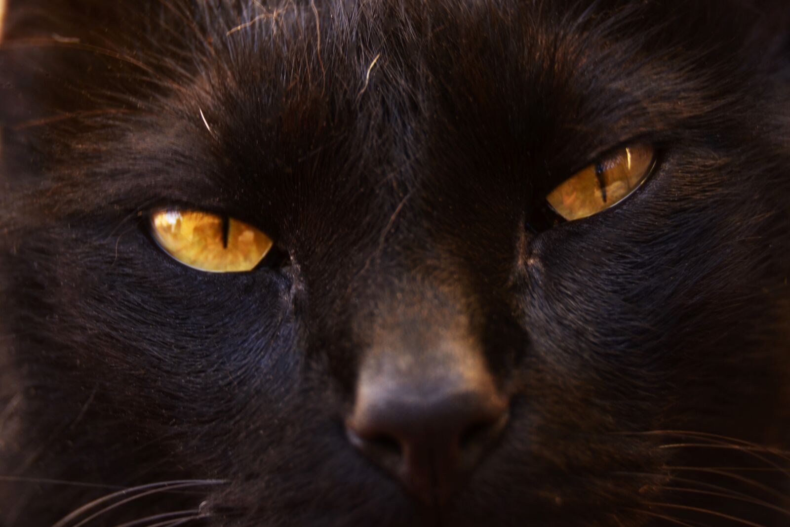 Nikon D5100 sample photo. Feline look, nature, pet photography