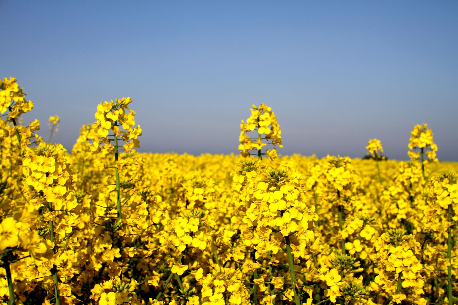 Canon EOS 7D sample photo. Canola field, oilseed rape photography