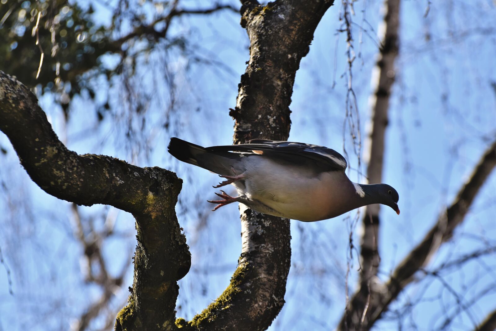 Nikon D7200 sample photo. Dove, ringdove, bird photography
