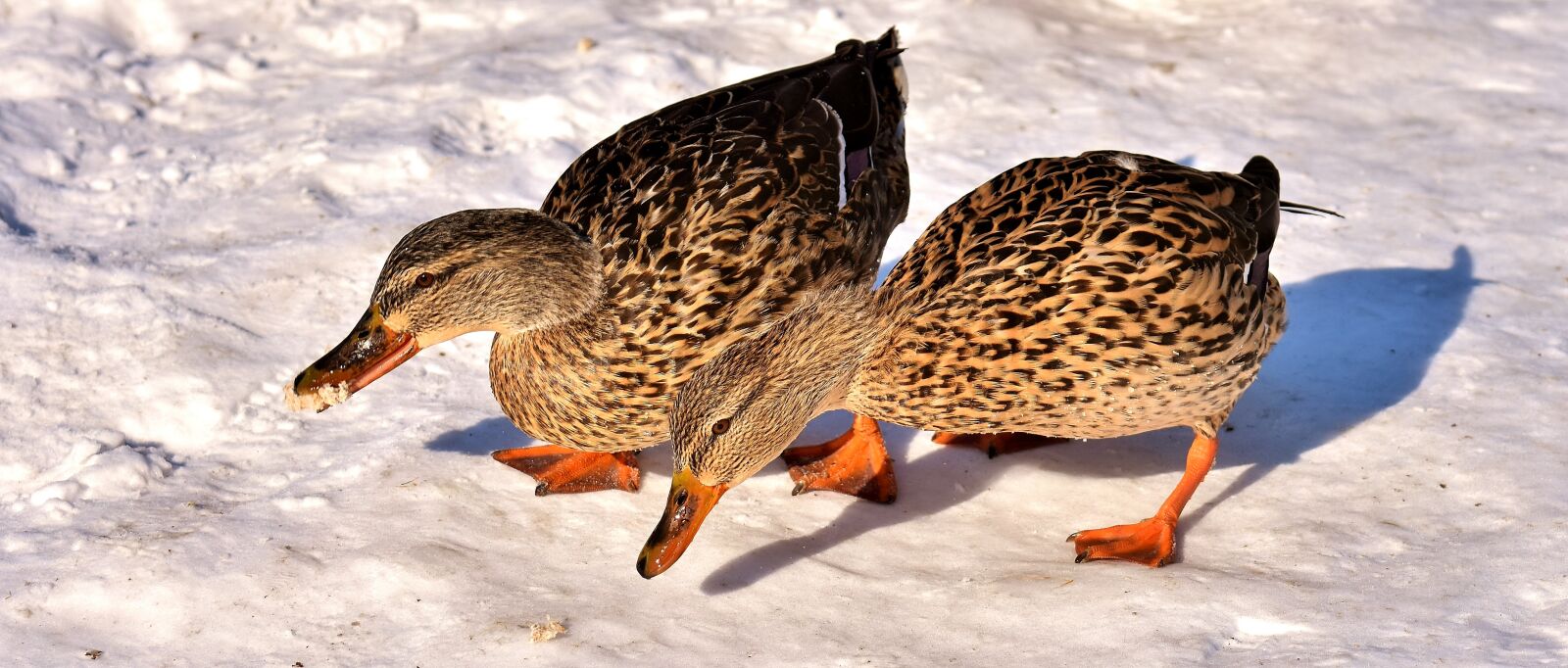 Nikon D7200 sample photo. Ducks, mallards, snow photography
