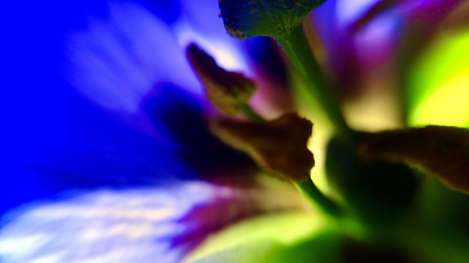 Sony Xperia Z5 Compact sample photo. Macro, flower macro, beautiful photography