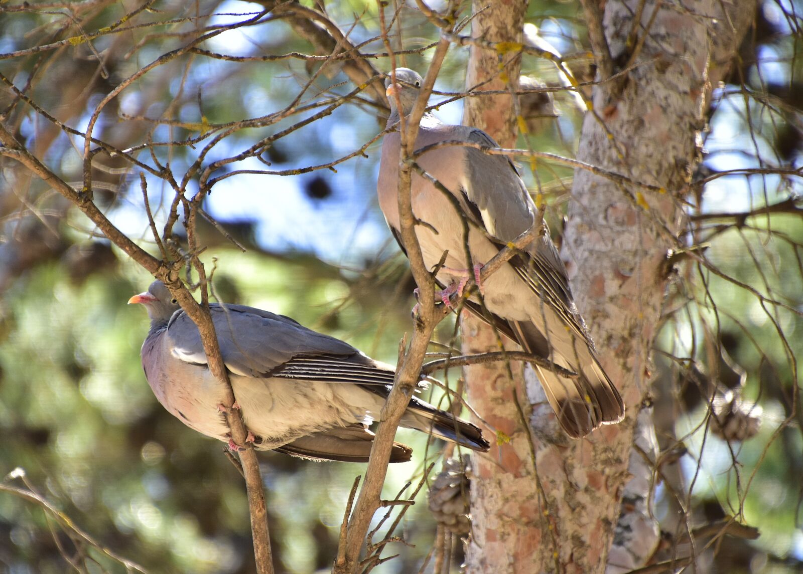 Nikon D7200 sample photo. Birds, pigeons, pen photography