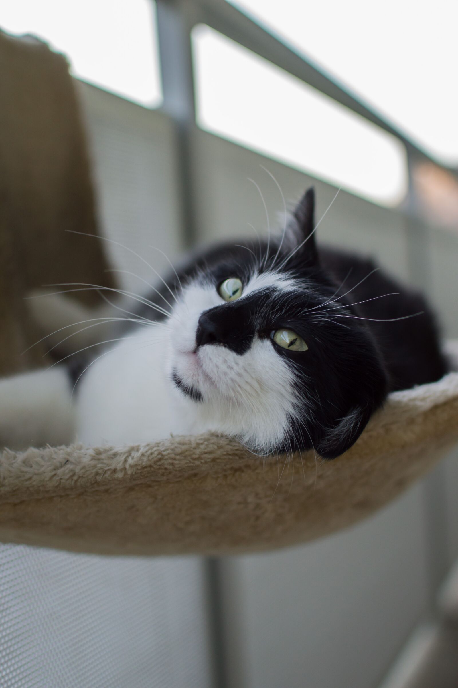Nikon D3200 sample photo. Cat, cat photography, animal photography