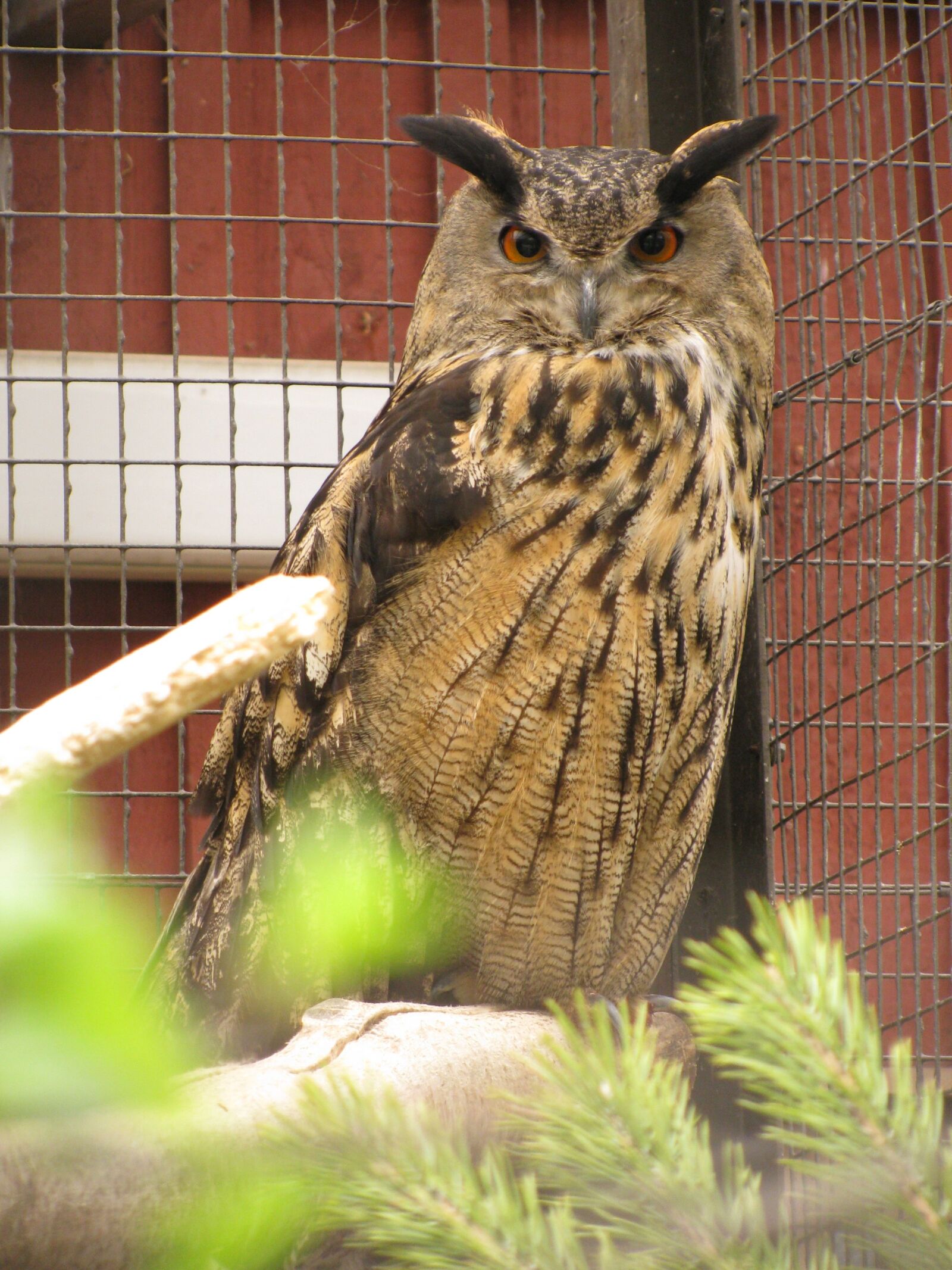 Canon PowerShot SX110 IS sample photo. Eagle owl, bubo bubo photography