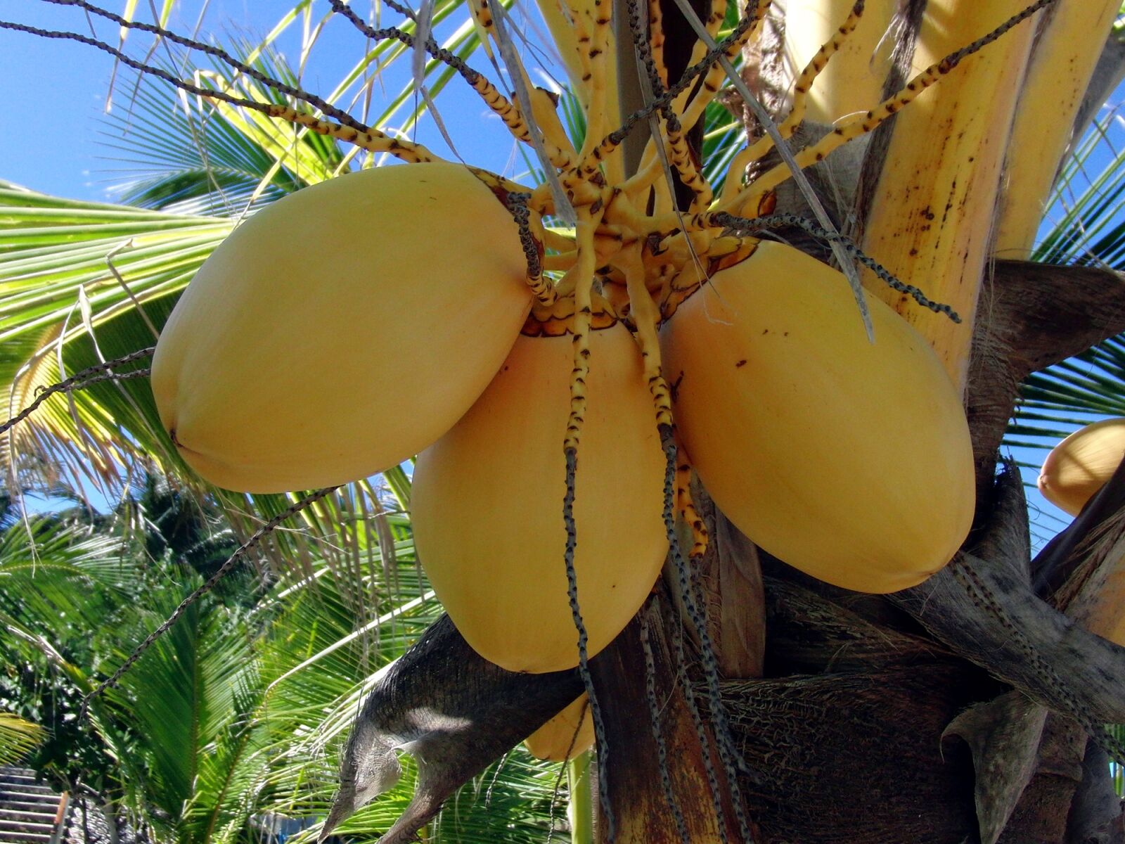 CASIO EX-FC100 sample photo. Yellow coconuts, palma, coconuts photography