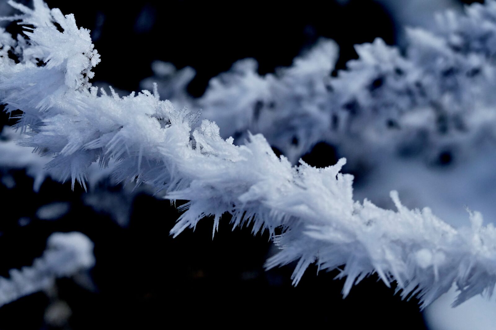 Panasonic Lumix DMC-FZ1000 sample photo. Frost, winter, icing photography