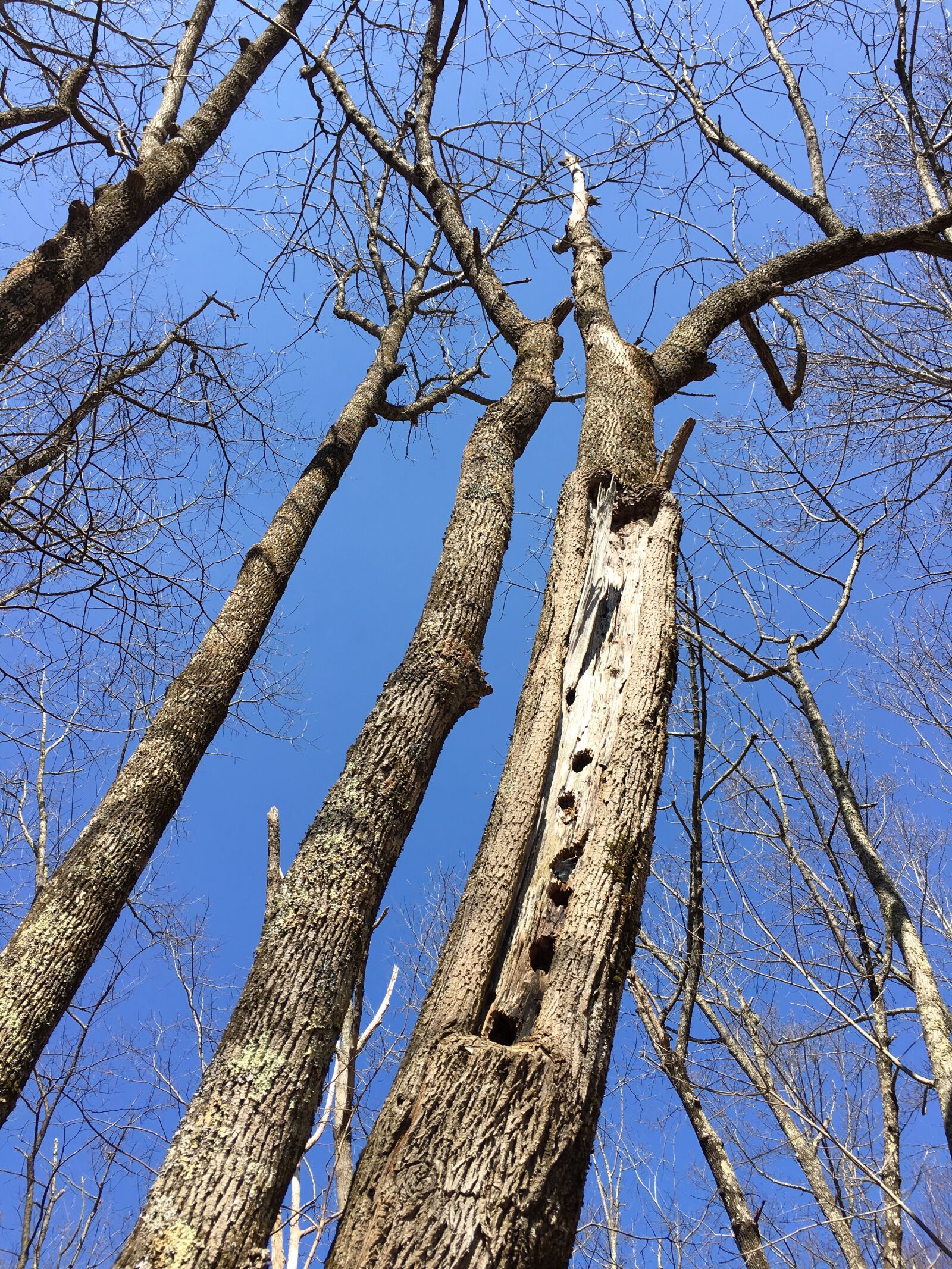 iPhone 6s Plus back camera 4.15mm f/2.2 sample photo. Tree, woodpecker holes, nature photography