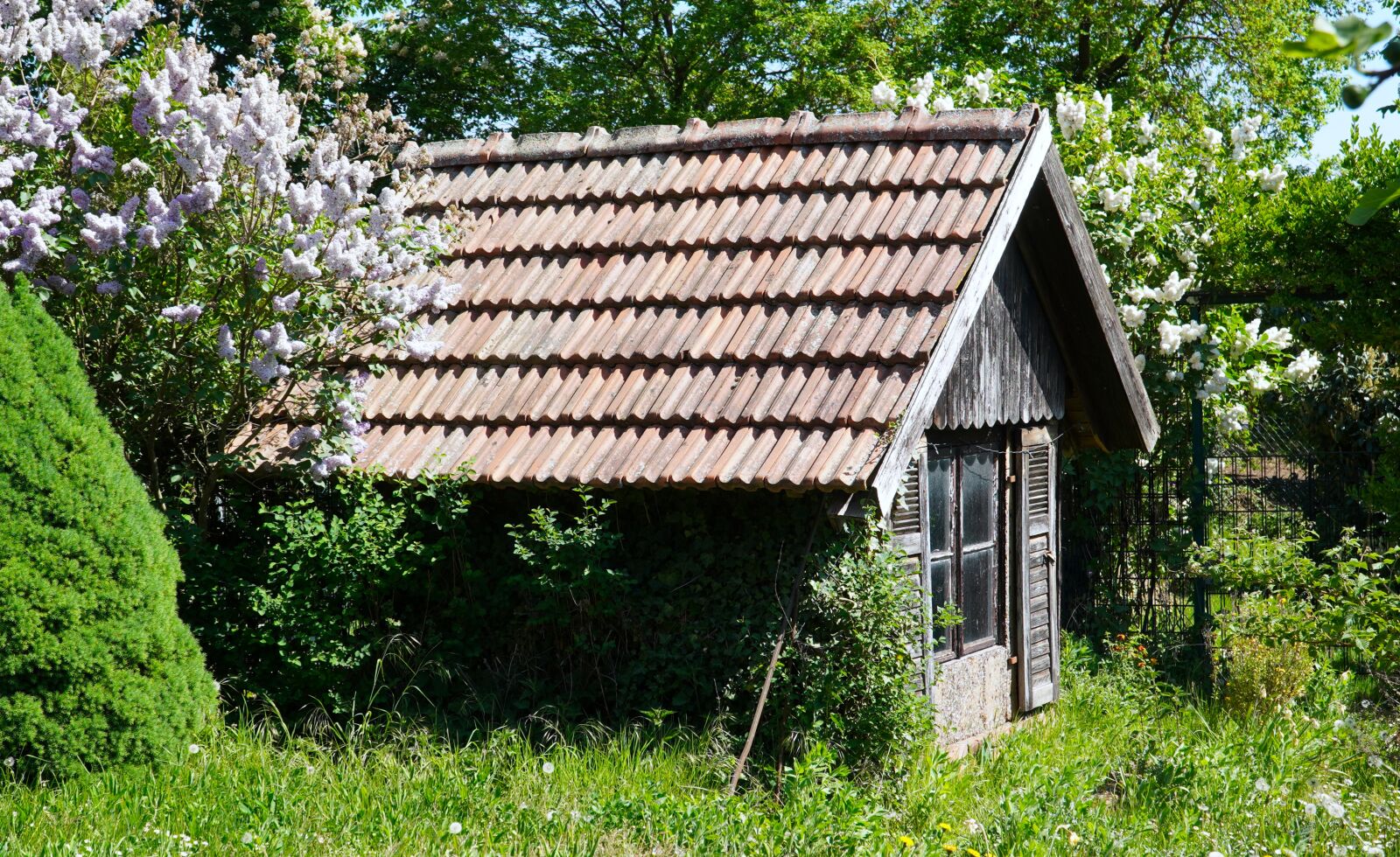 Sony a6400 sample photo. Garden shed, old, garden photography